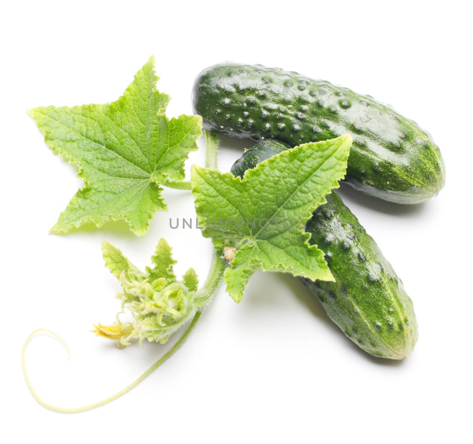 Fresh cucumbers with leaf by rudchenko