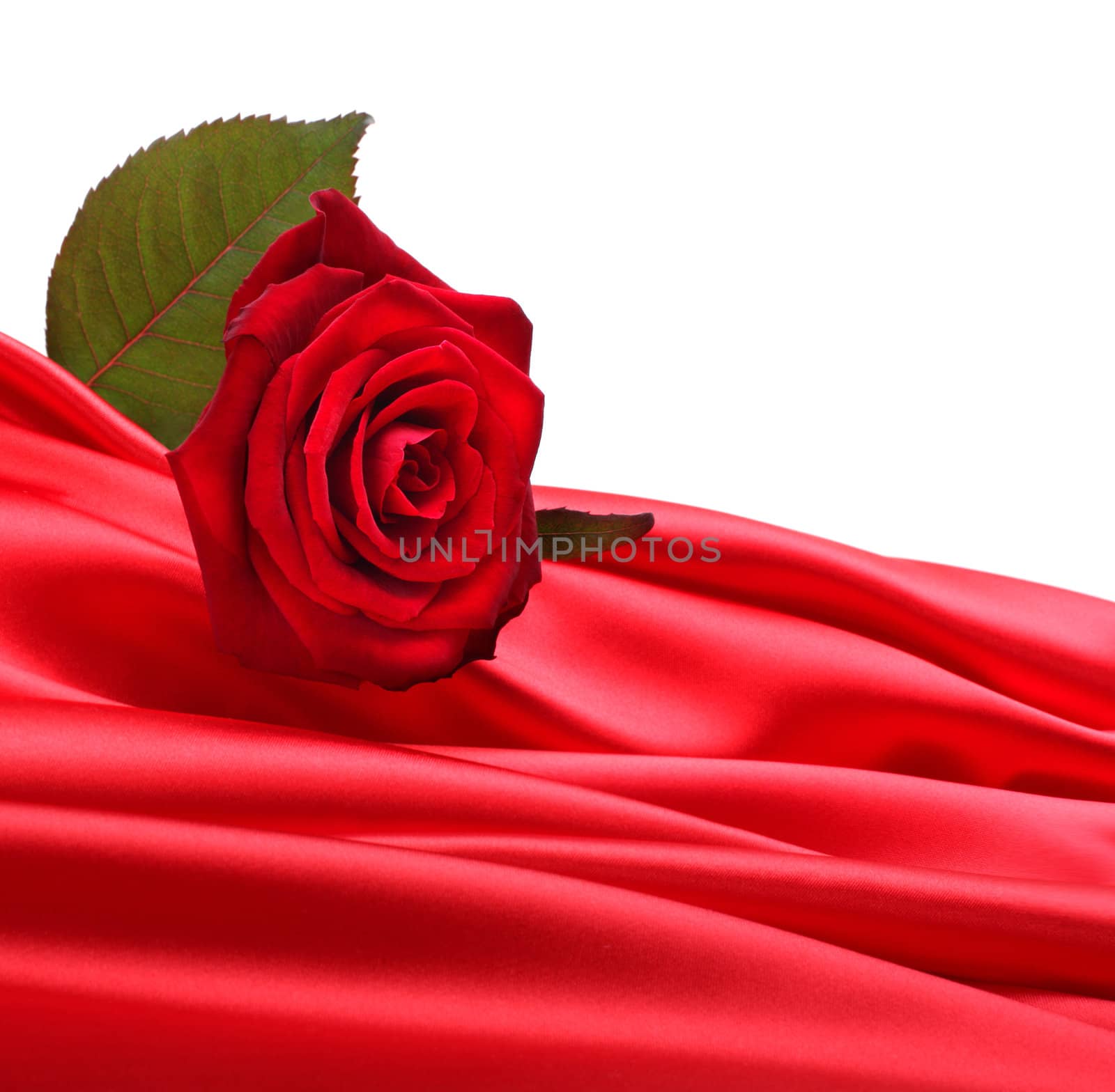 rose on red silk by rudchenko