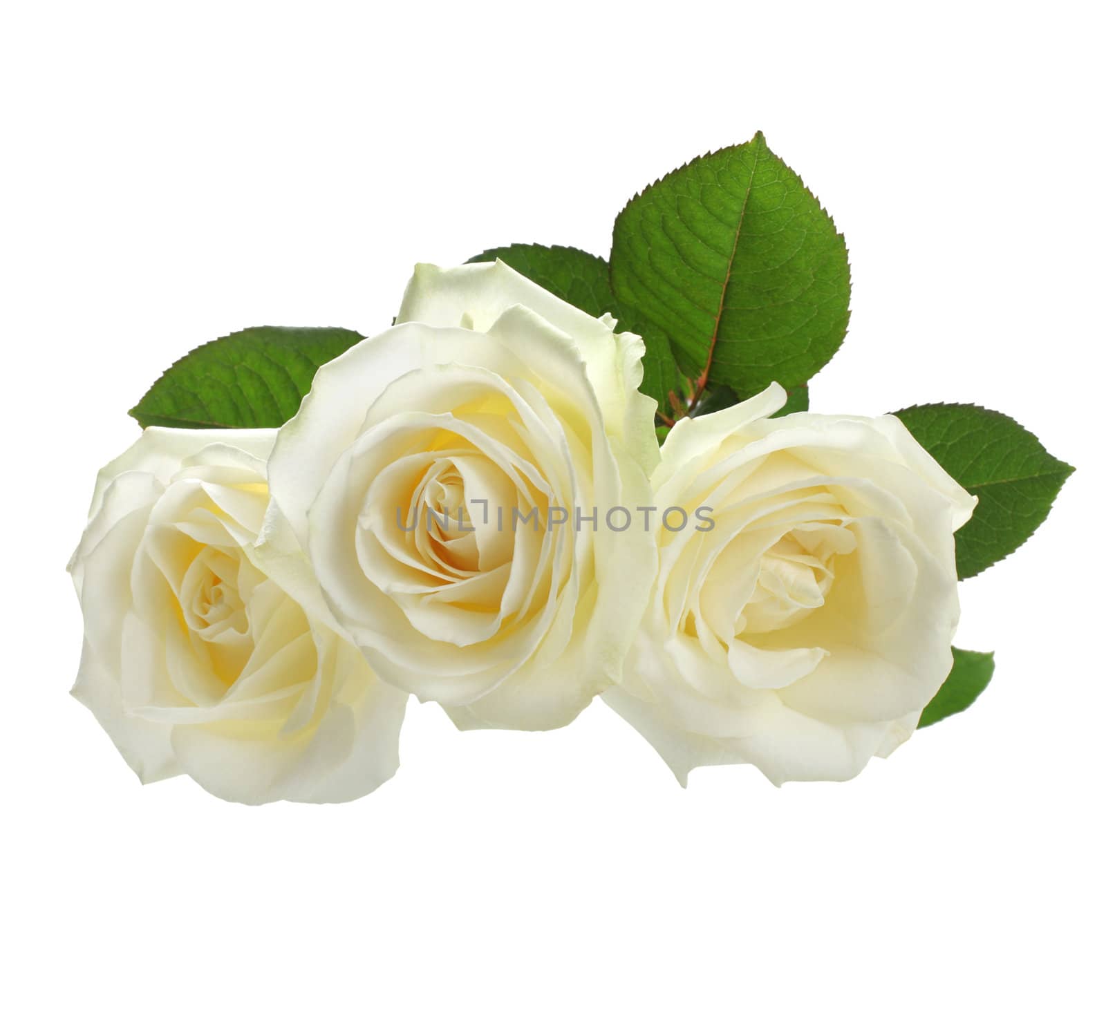 three white roses isolated on white by rudchenko