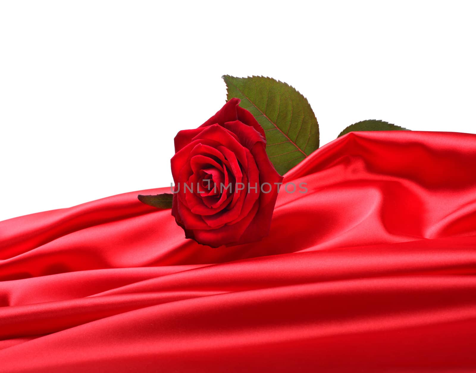 rose on red silk by rudchenko