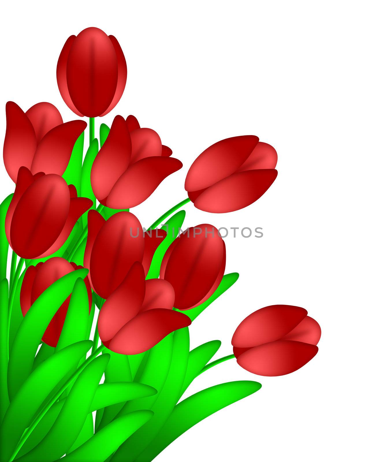 Bunch of Red Tulips Flowers Isolated on White Background by jpldesigns