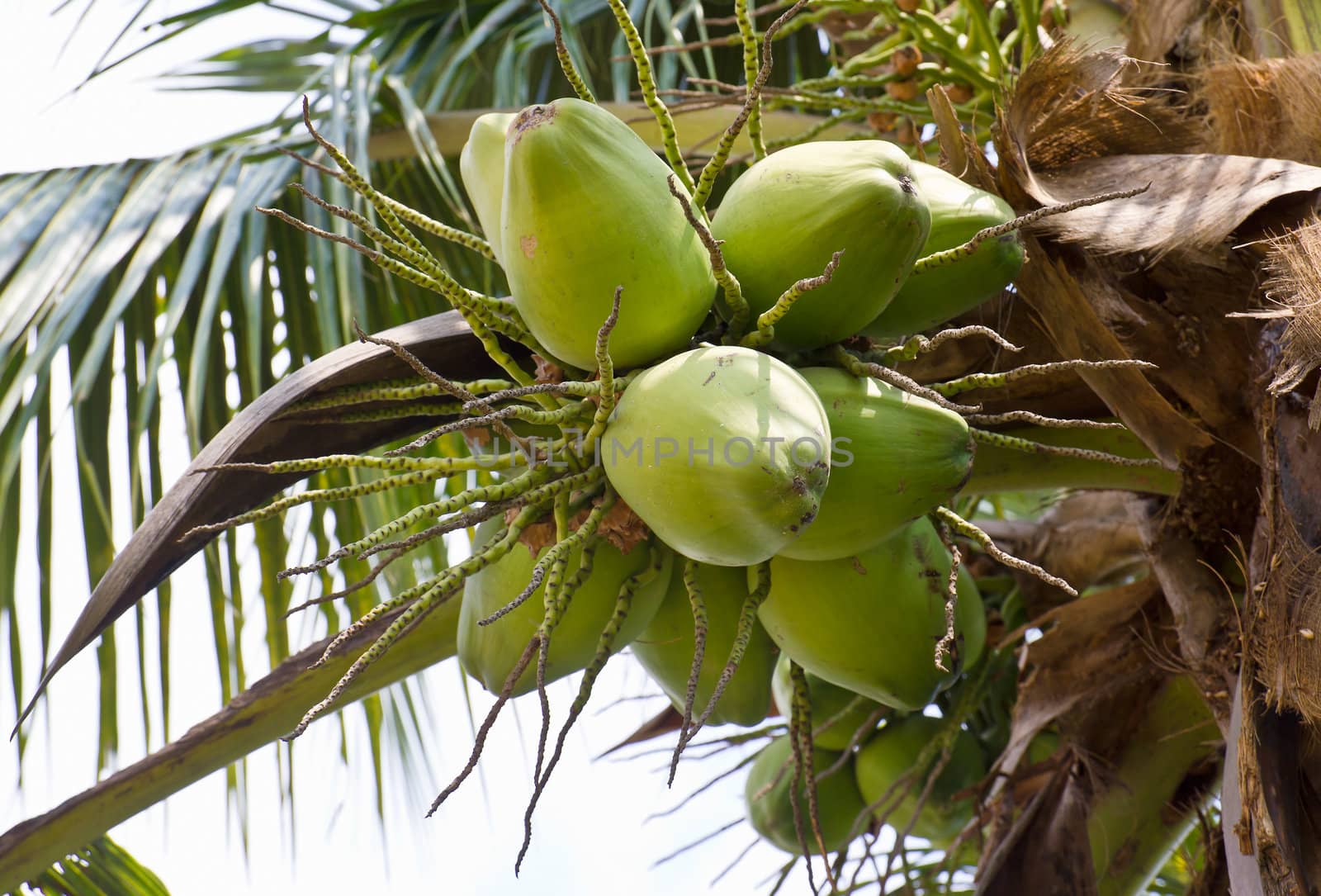 Close up  coconut with a bunch on tree