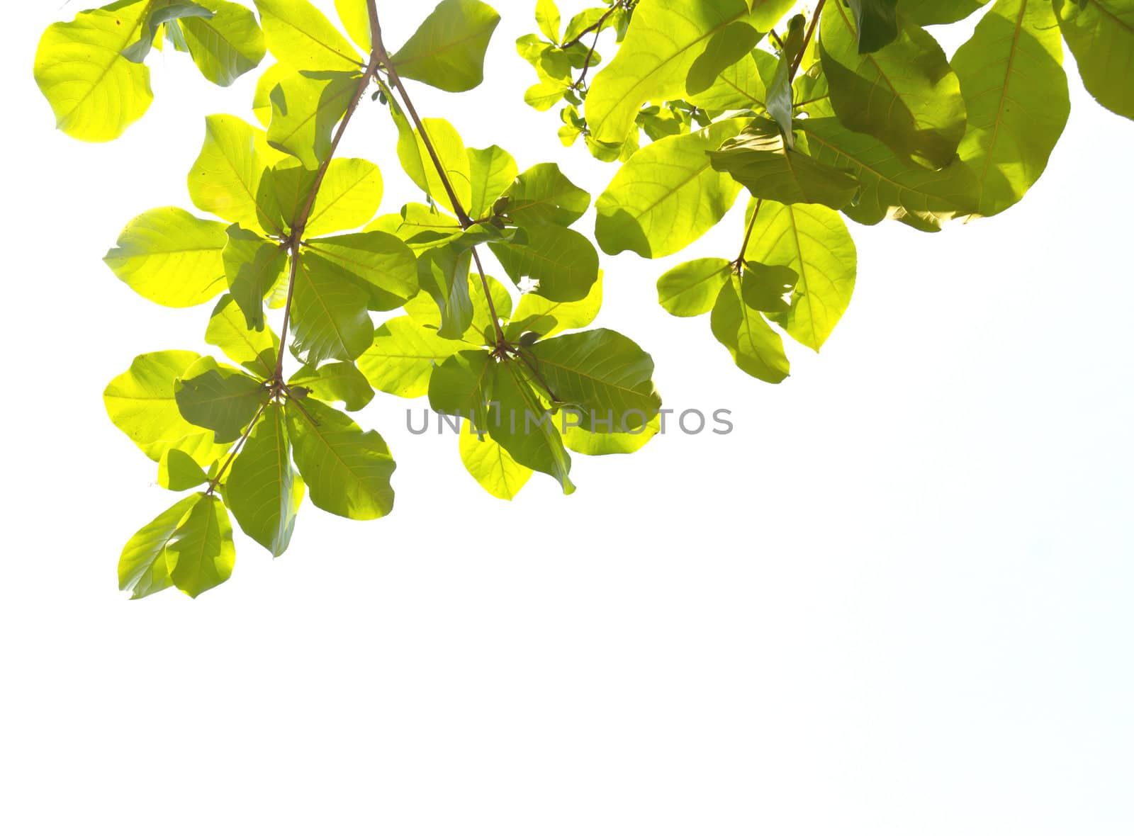 Green leave on white background