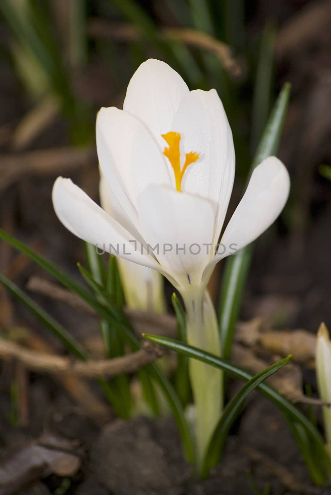 beautiful spring crocuses on a green grass in park