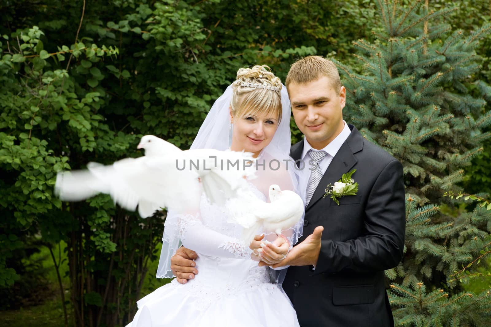 two white pigeons in hands