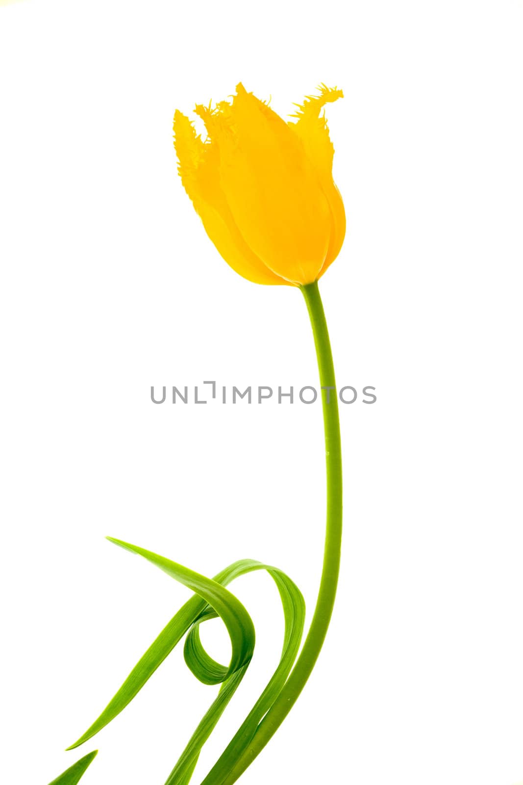 Stock photo: an image of a nice yellow flower