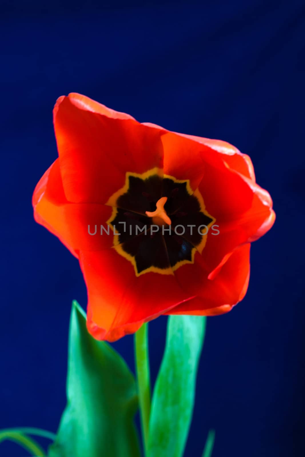 Stock photo: an image of a big red tulip