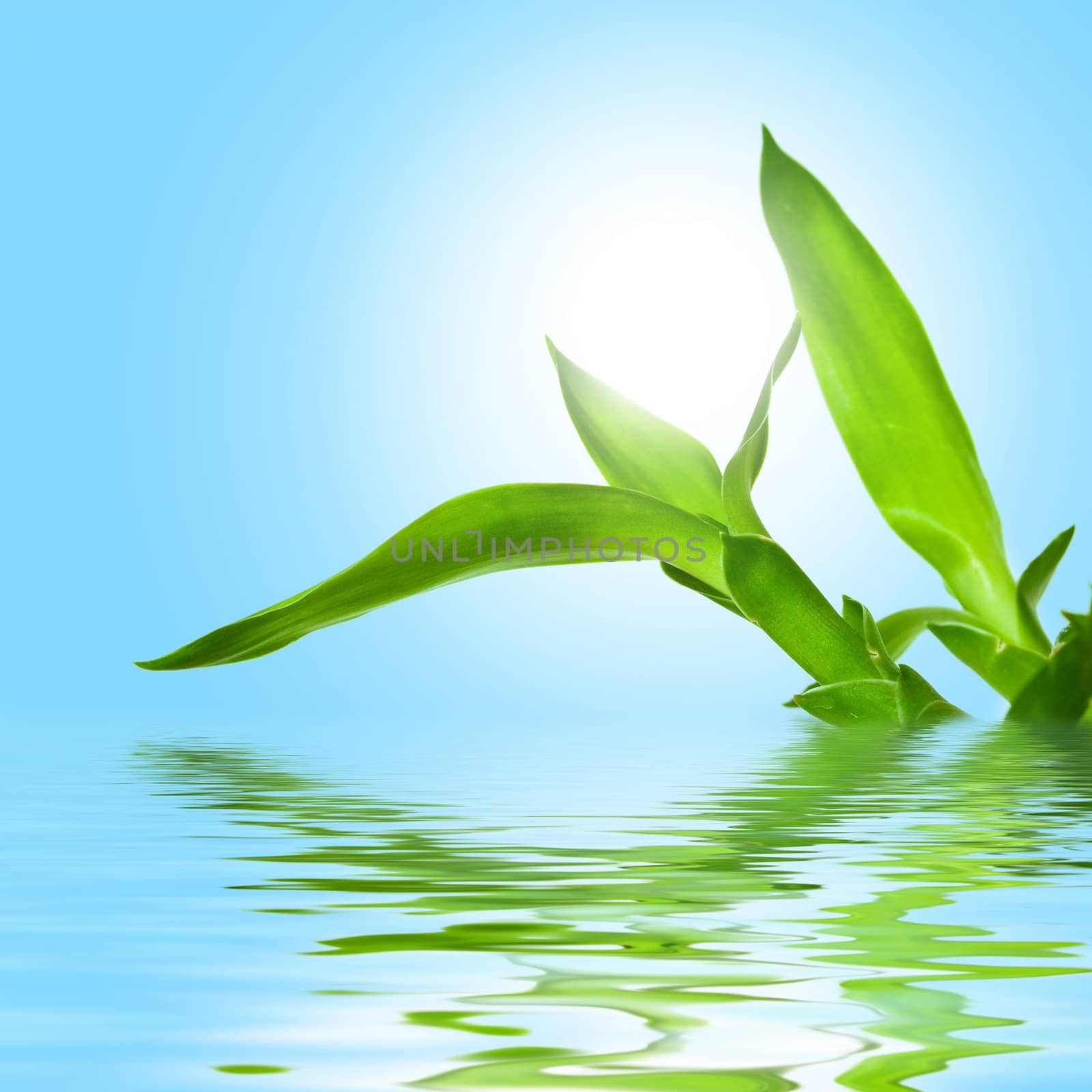 Nature theme: an image of green leaves in water