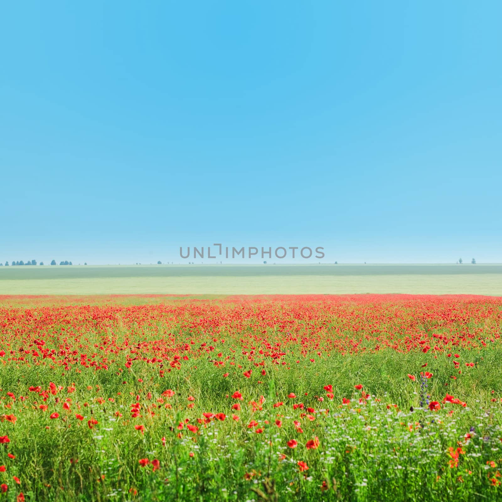 An image of a beautiful field of poppies and blue sky