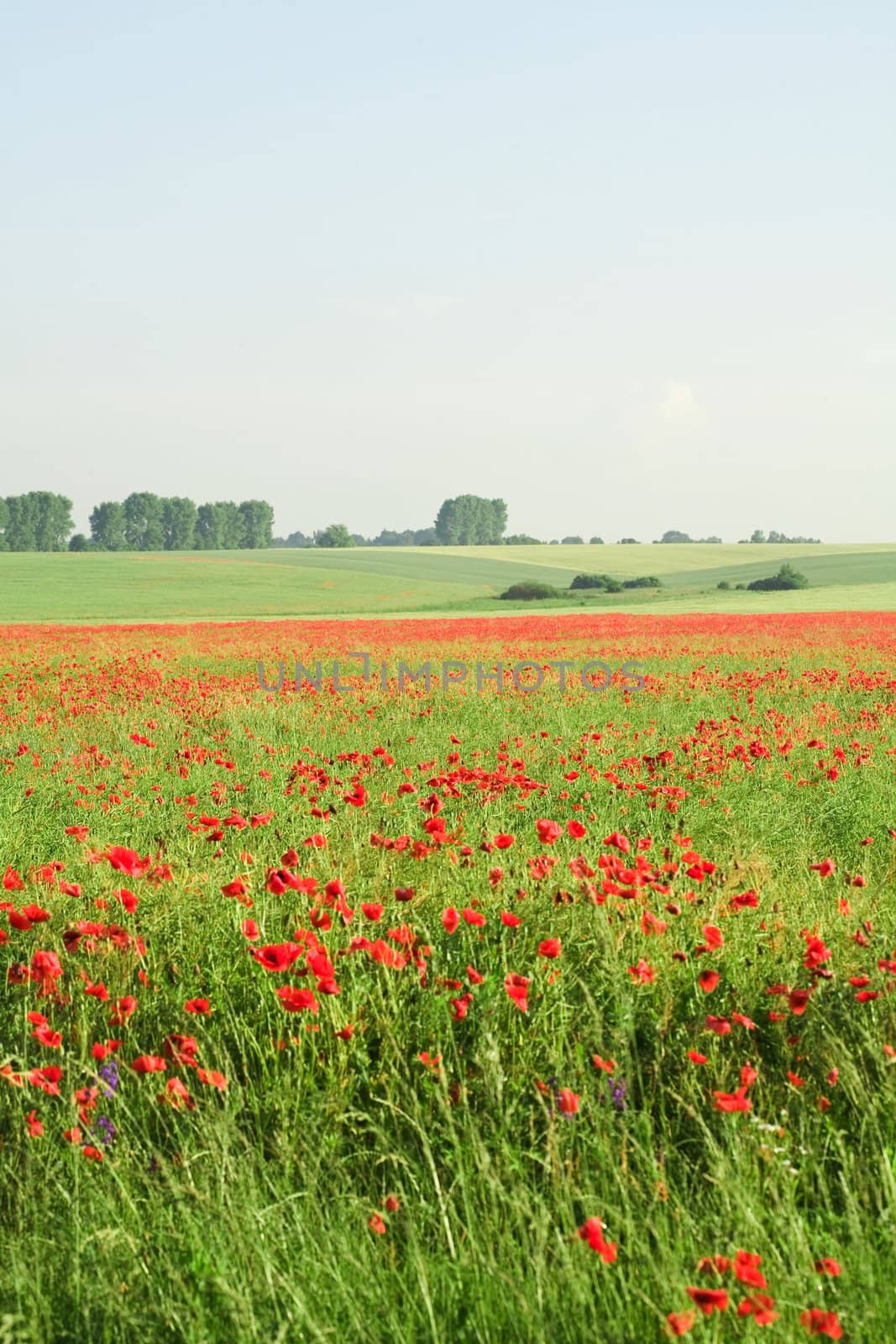 An image of beautiful field with poppies