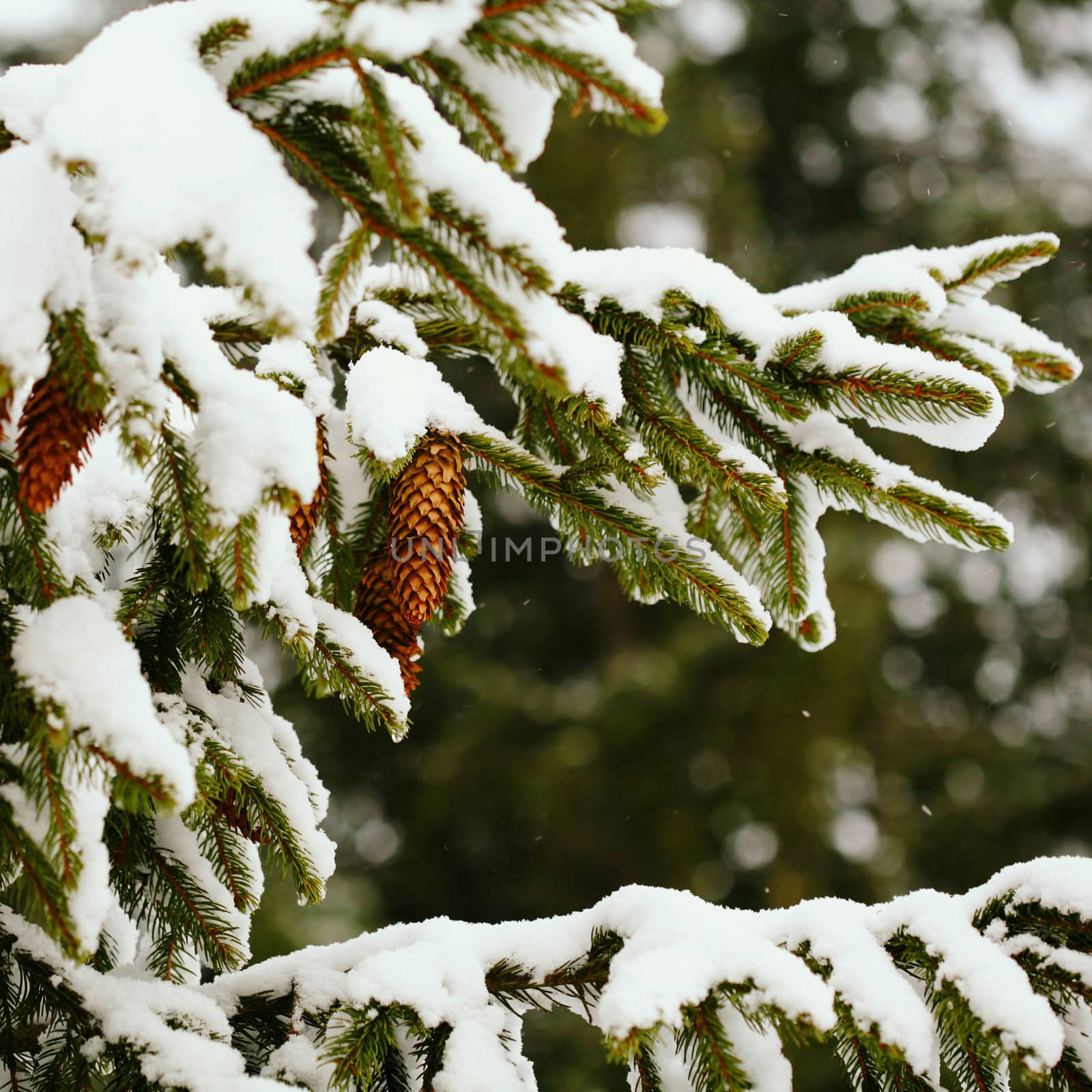 Fircones by velkol