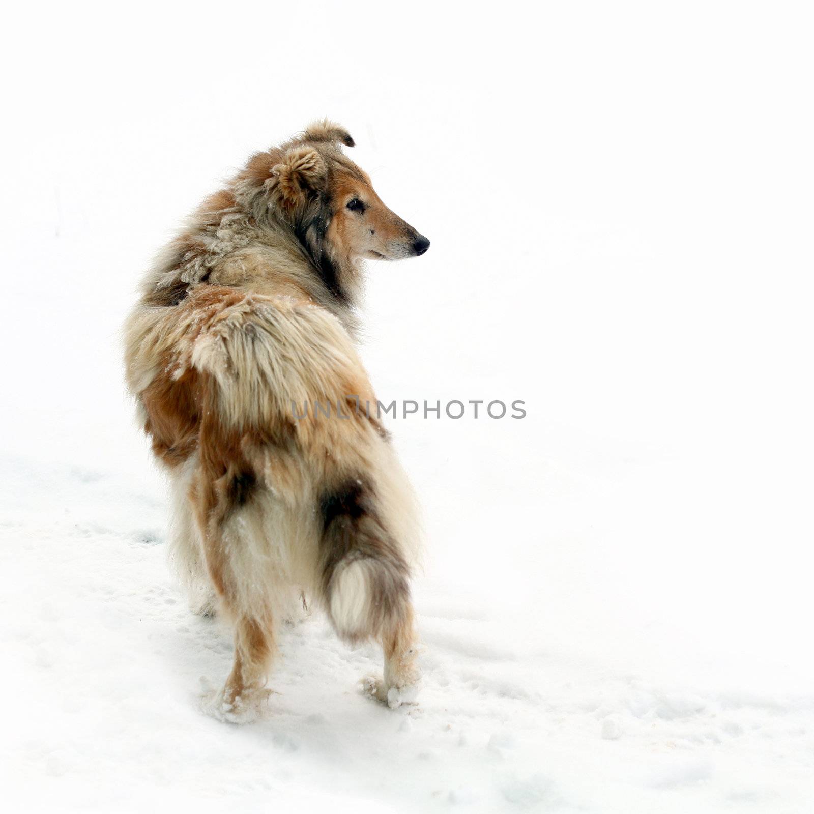 An image of a fluffy dog on white background