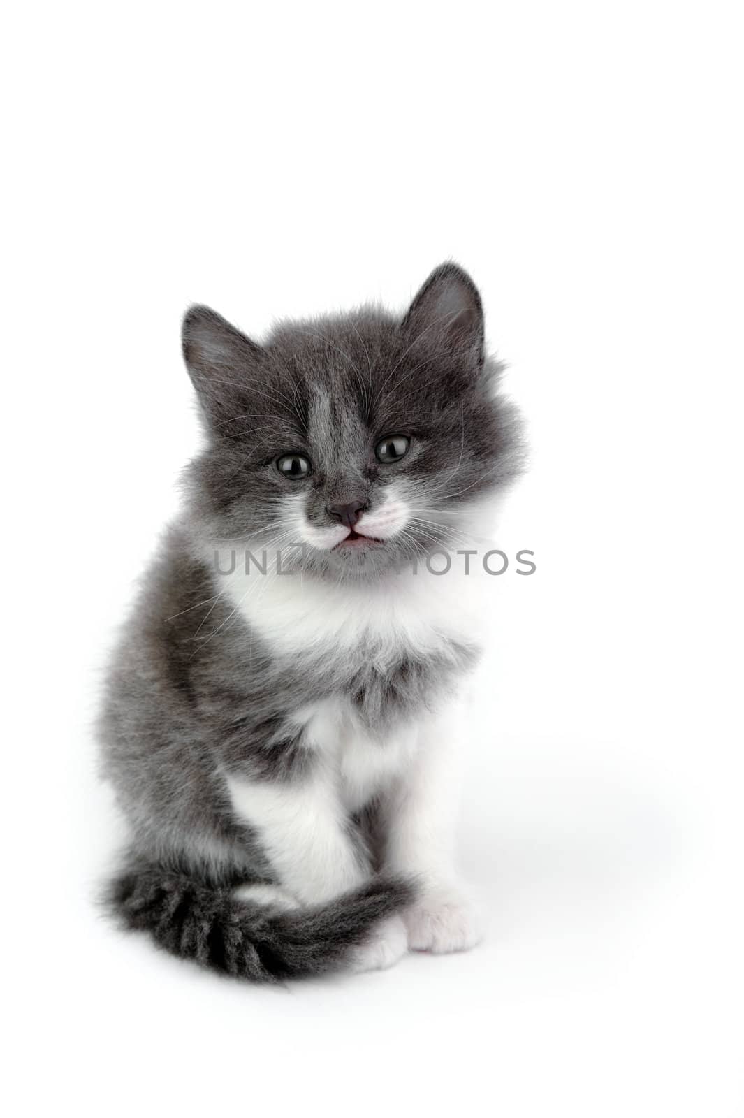 An image of a little fluffy kitten on white background
