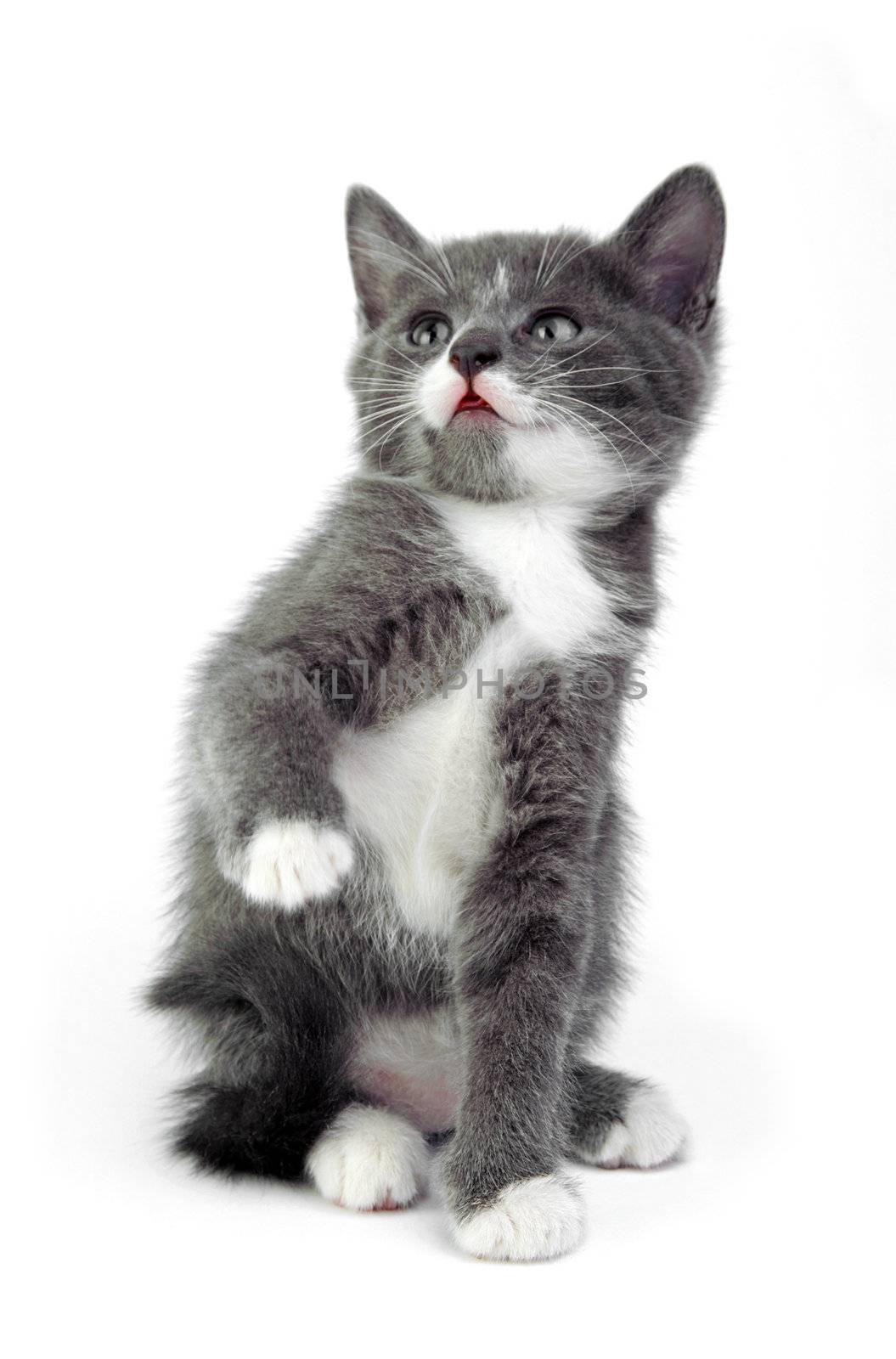 An image of a little grey cat on white background