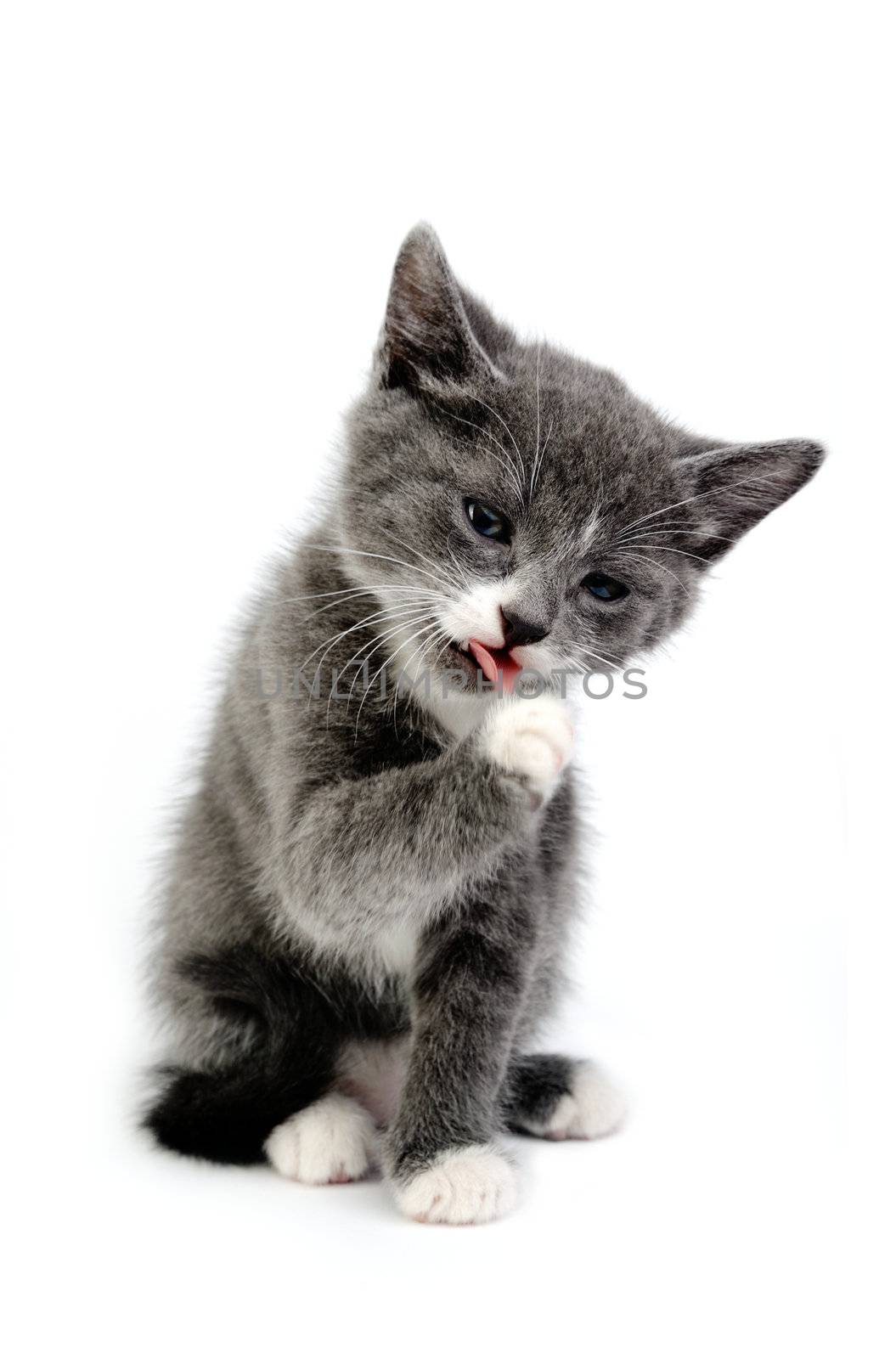 An image of a little cat licking its paw
