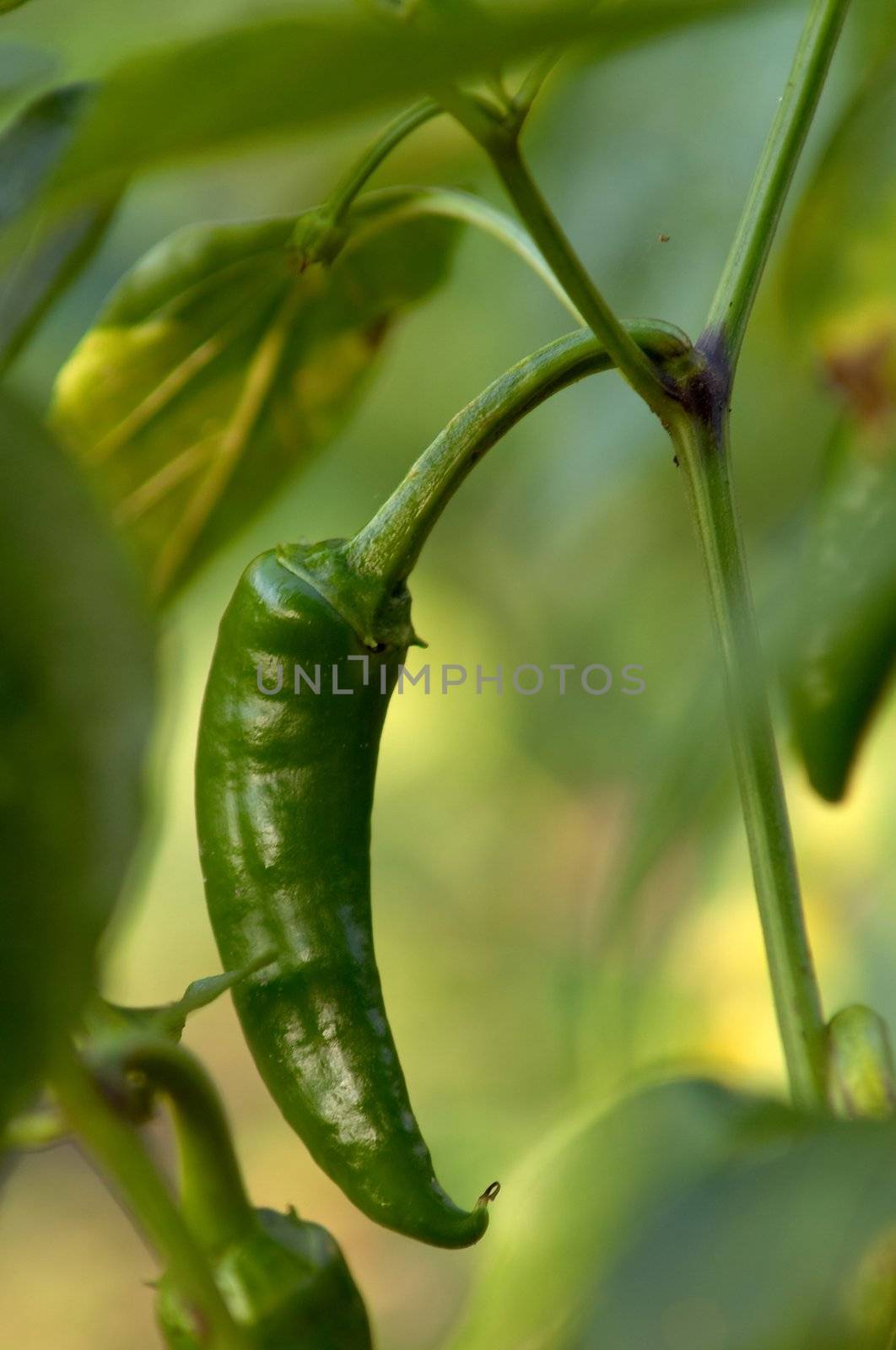 Green paprika growing on the kitchen garden