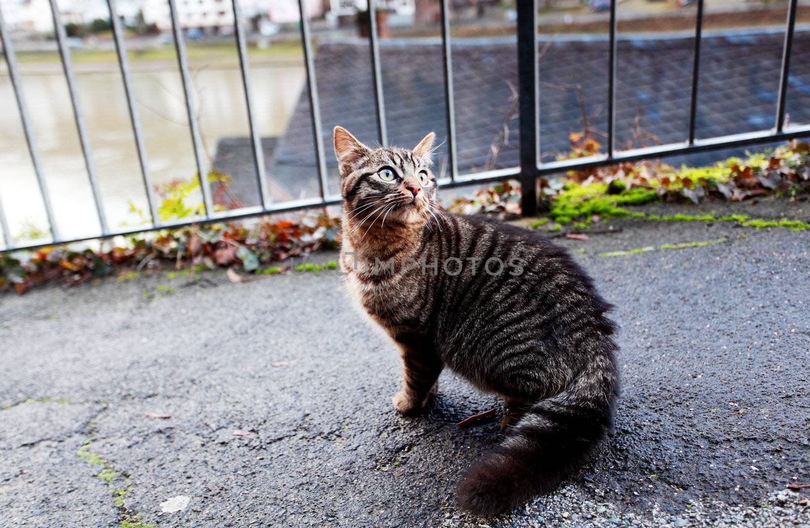 cat on the street by catolla