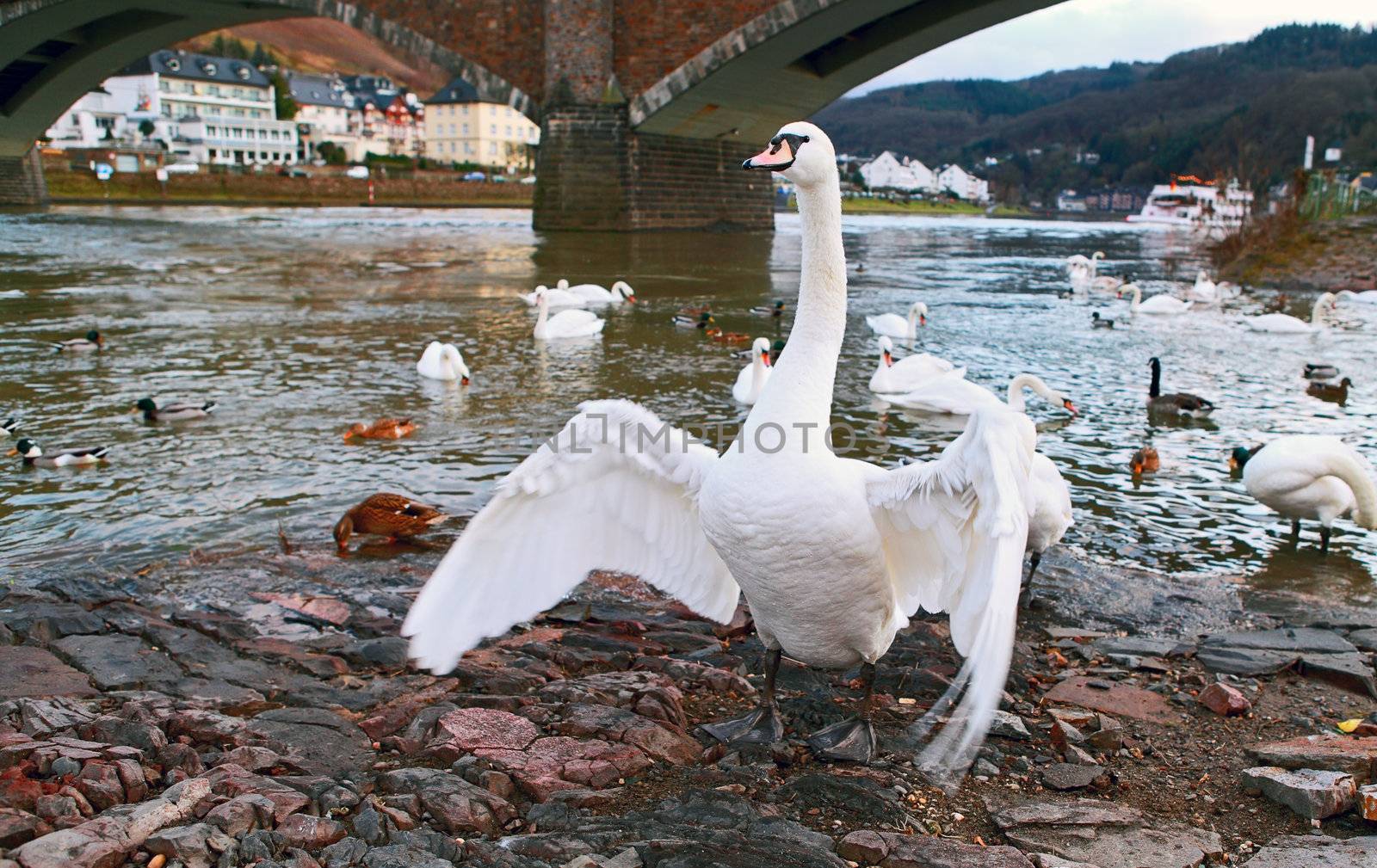 wild white swan flapping with wings