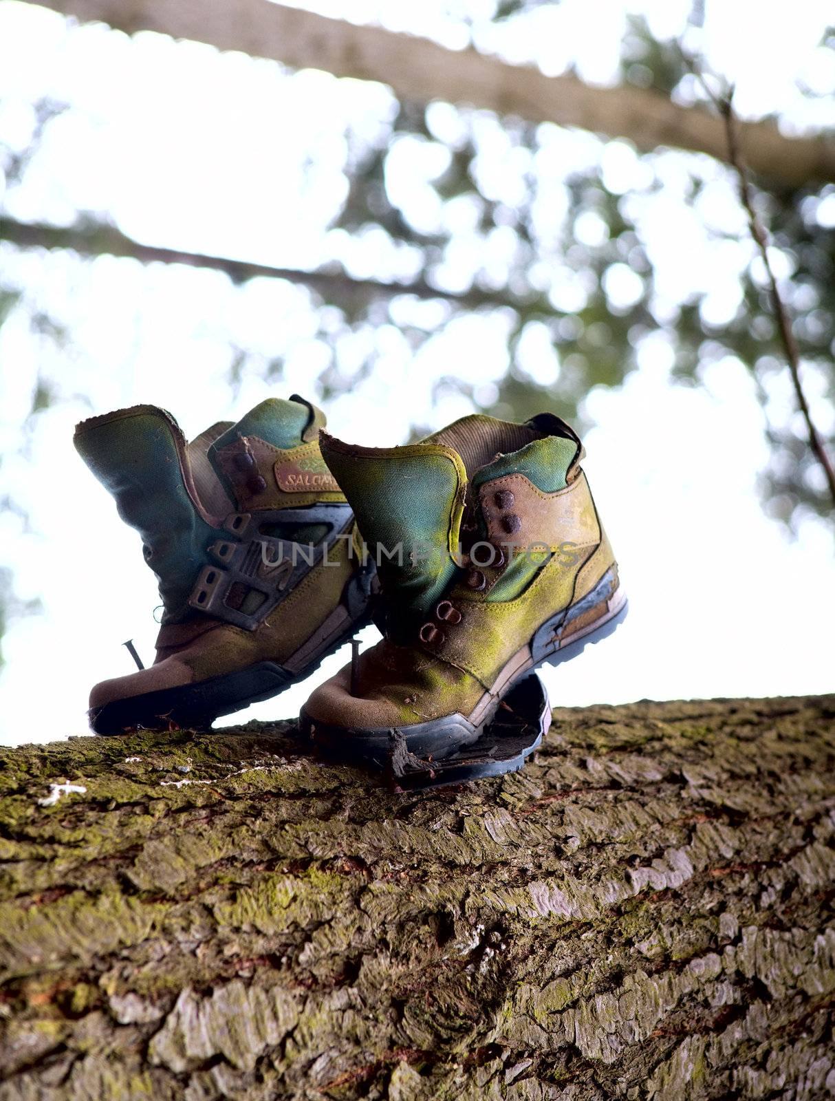 pair of old tracking shoes on the tree