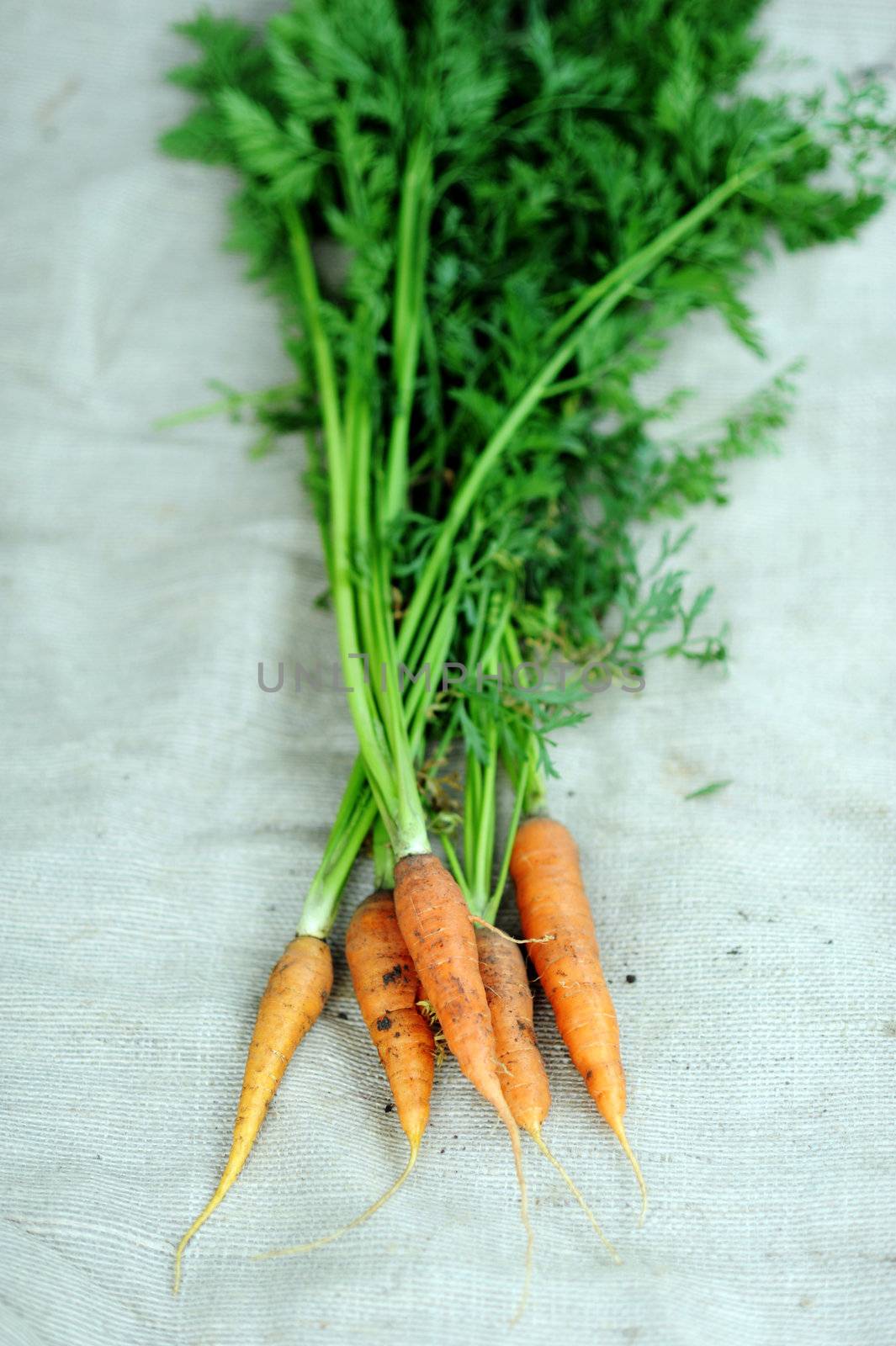 An image of a group of fresh orange carrots