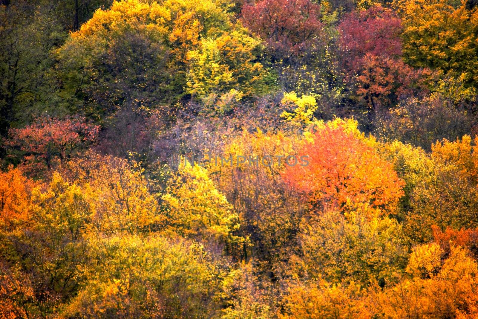 A background of color leaves