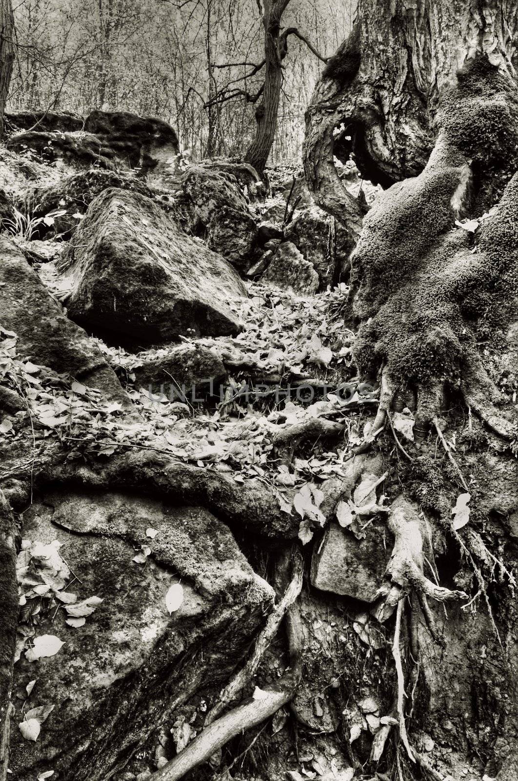 An image of moss and roots and stones