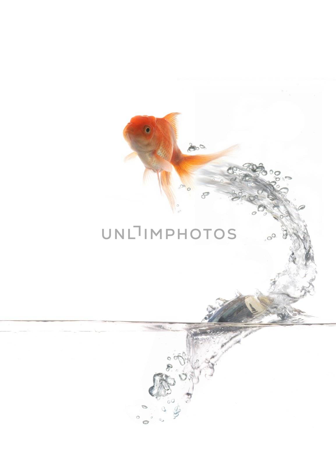 An image of golden fish on water