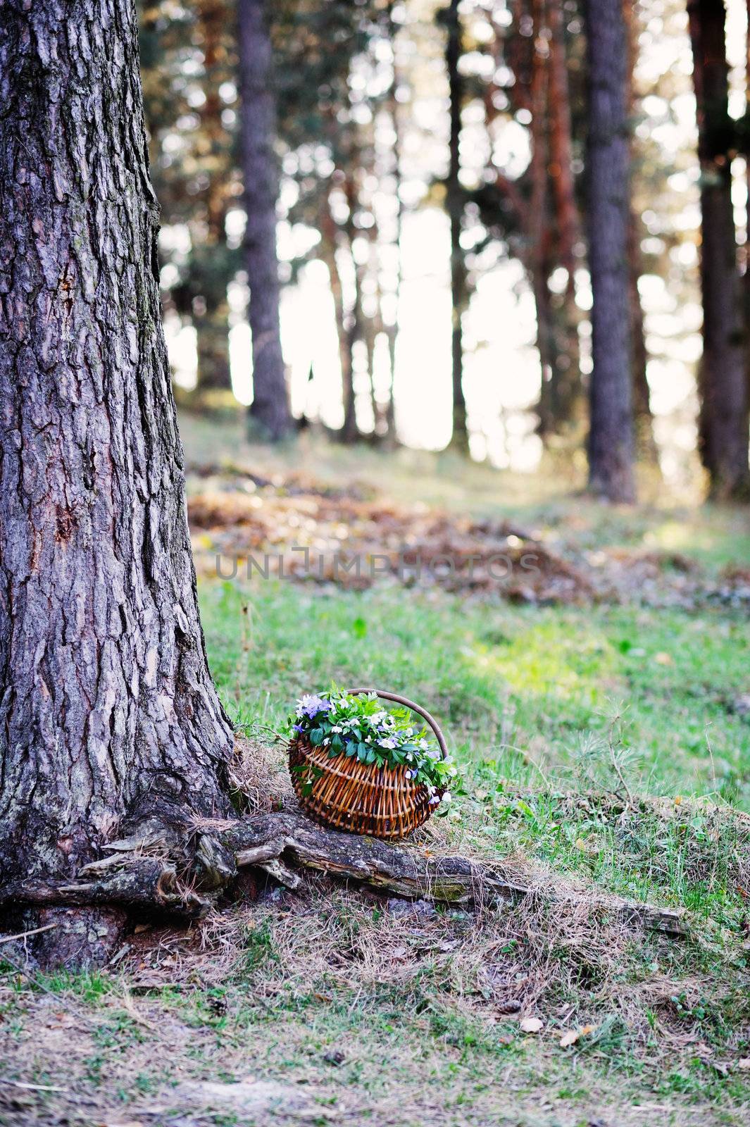 An image of a basket with spring flowers