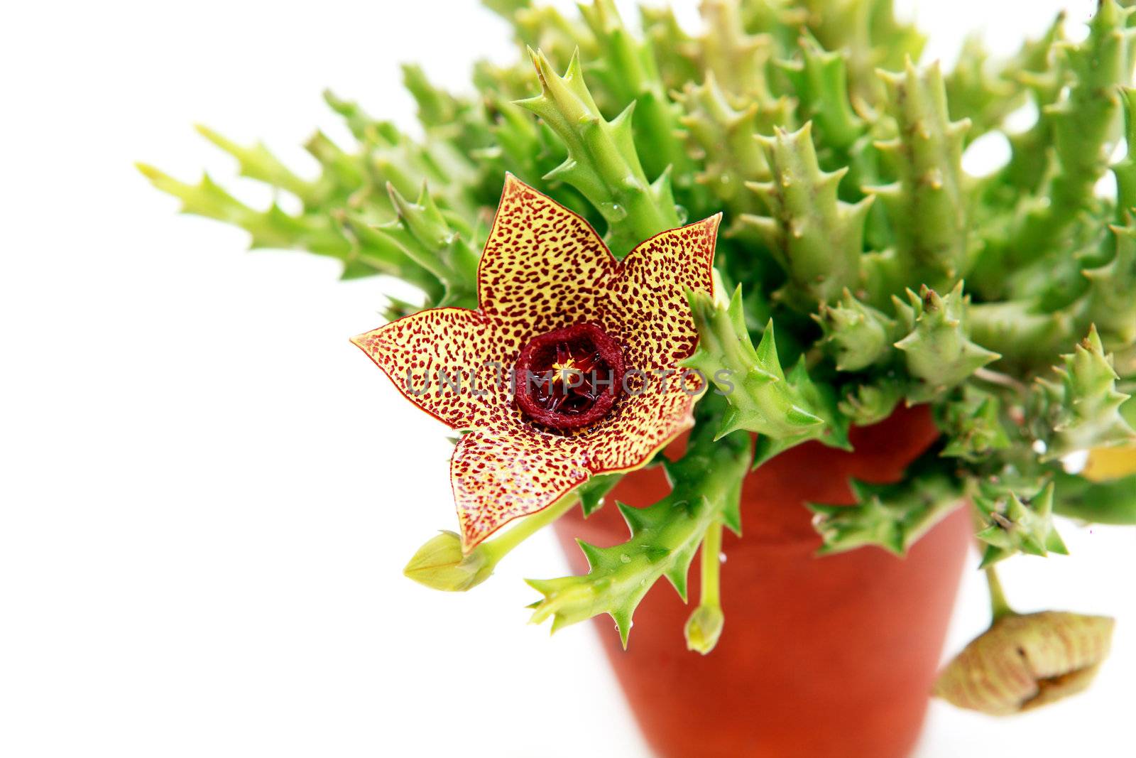 beautigul stapelia blossoming on white background