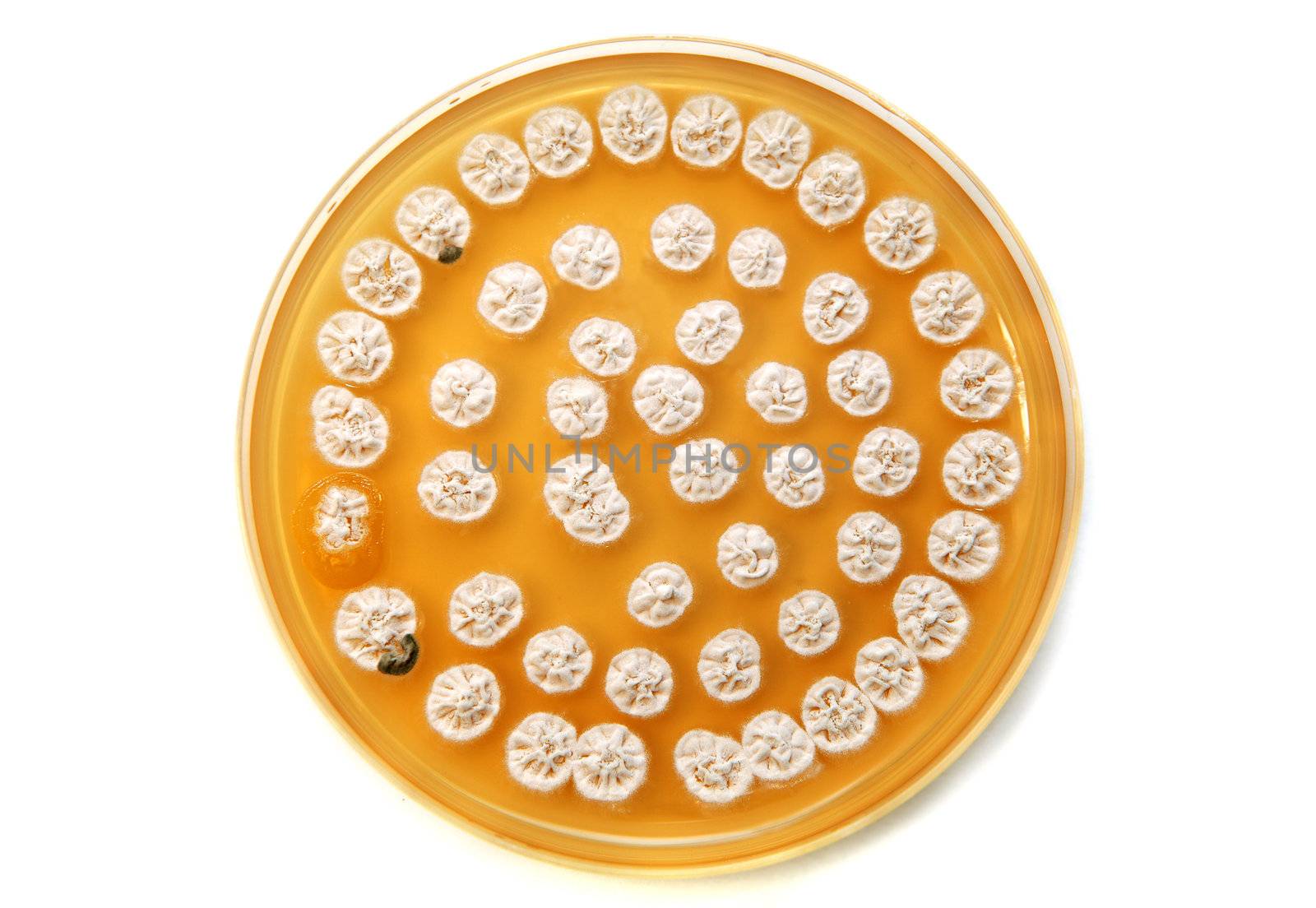 white fungi on agar plate over white background