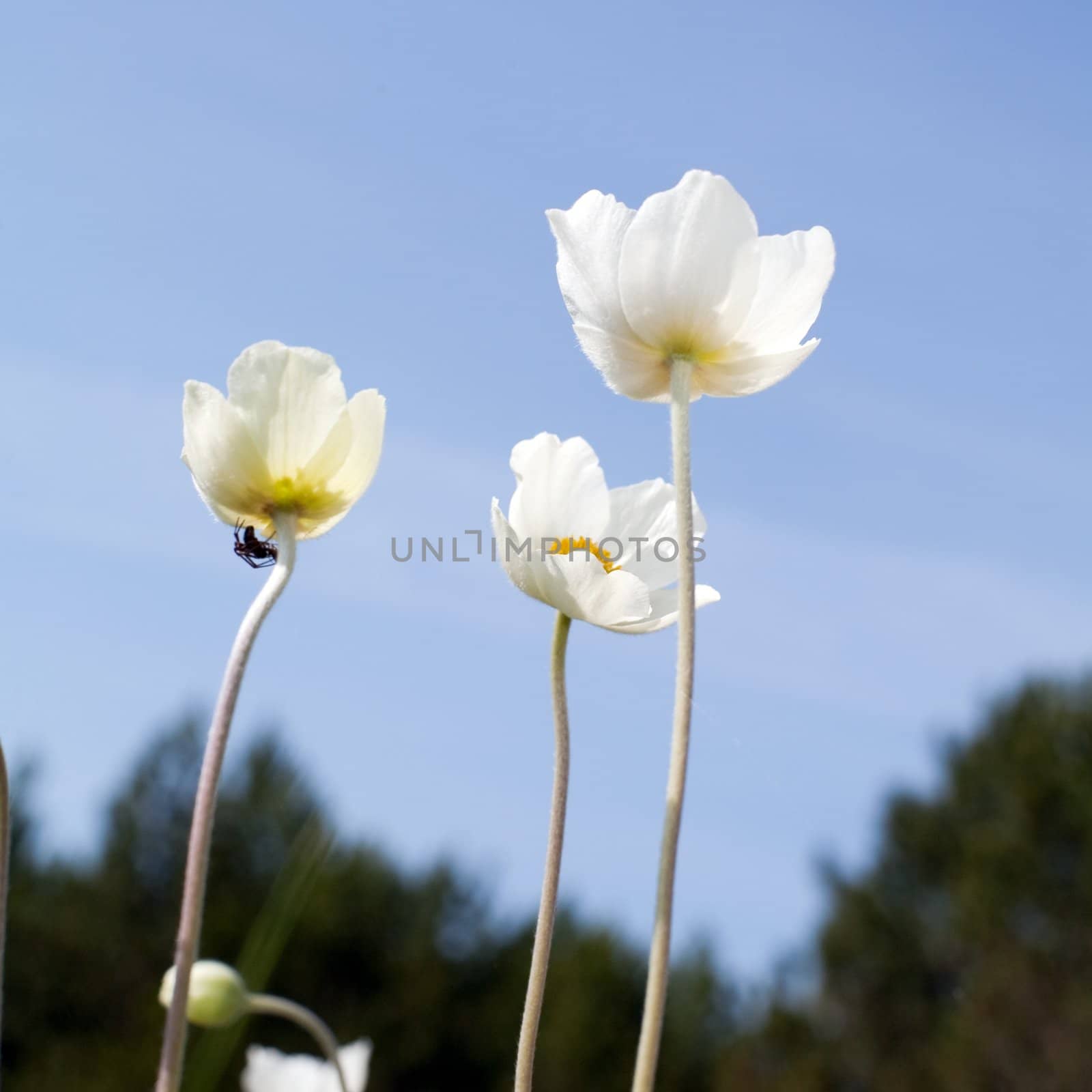 Three flowers by velkol