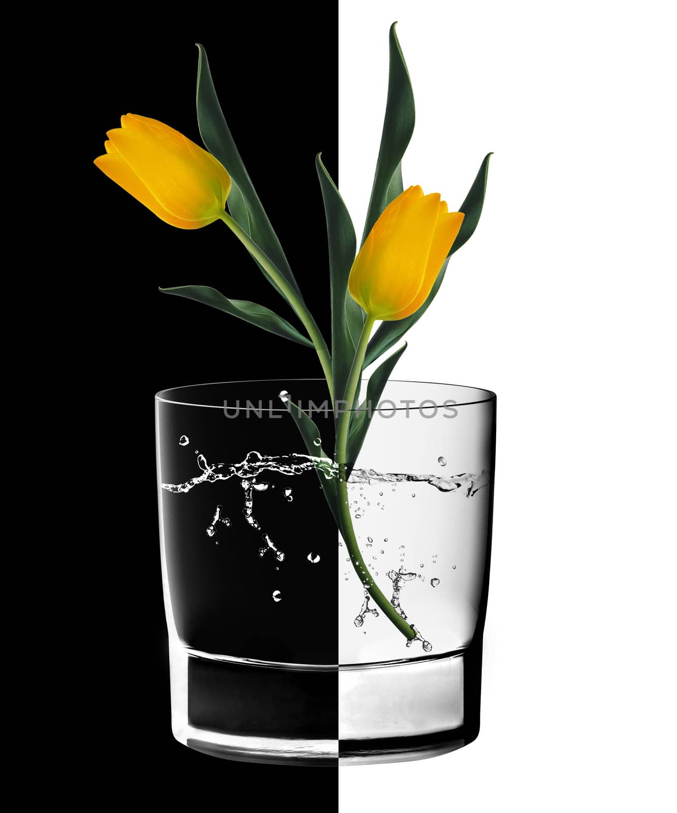 Yellow Tulips and Water glass in backlight on the black and white background.