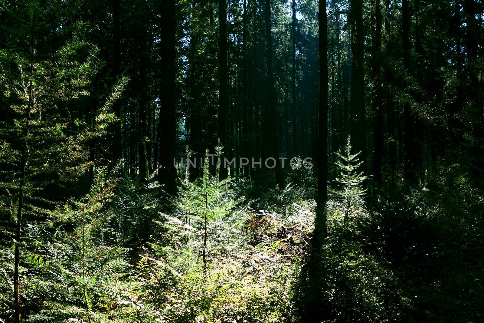 sunlight in the coniferous forest