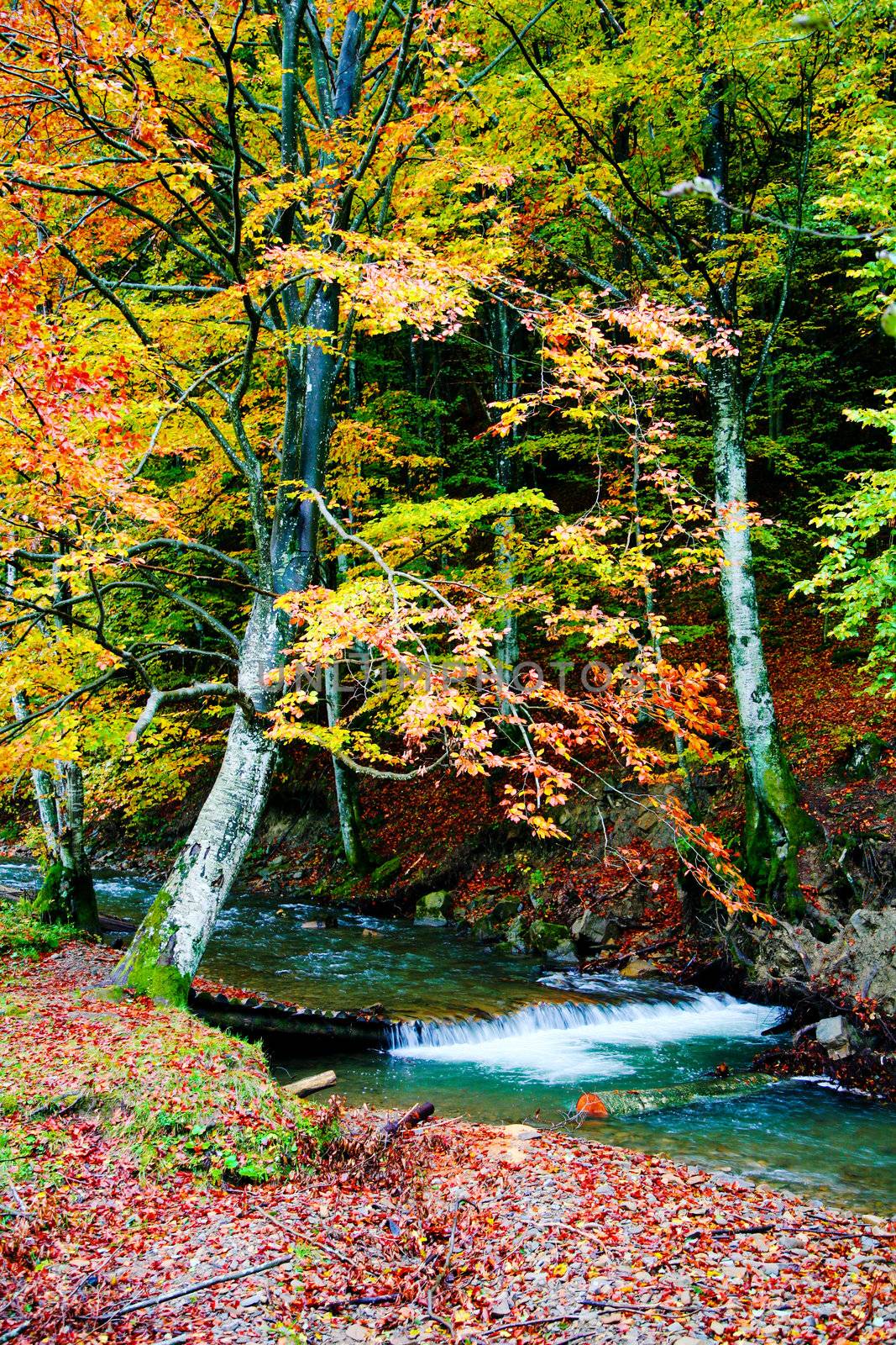 An image of river in autumn forest