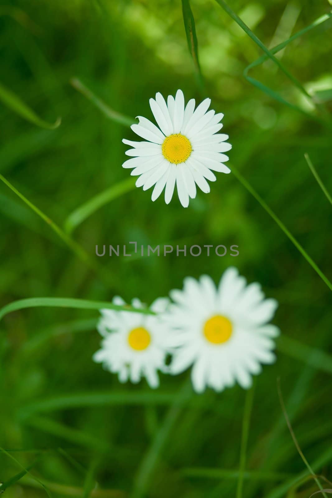 An image of white camomiles on green grass