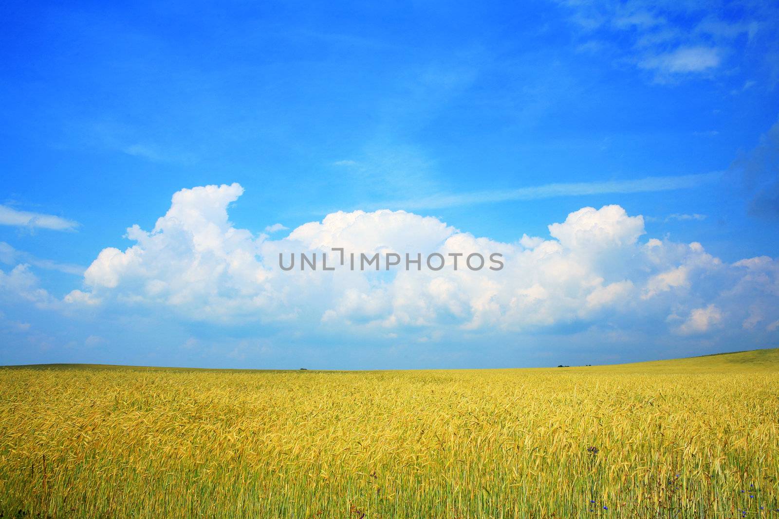 An image of yellow field of wheat and blue sky
