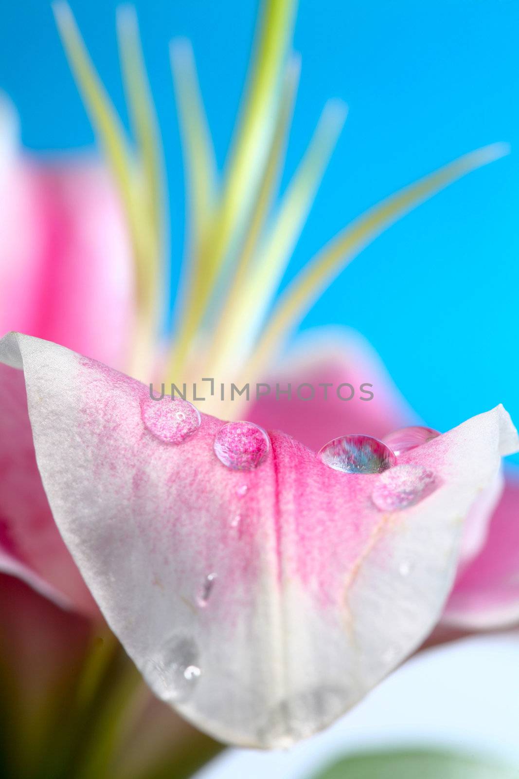 An image of flower closeup: petal with raindrop