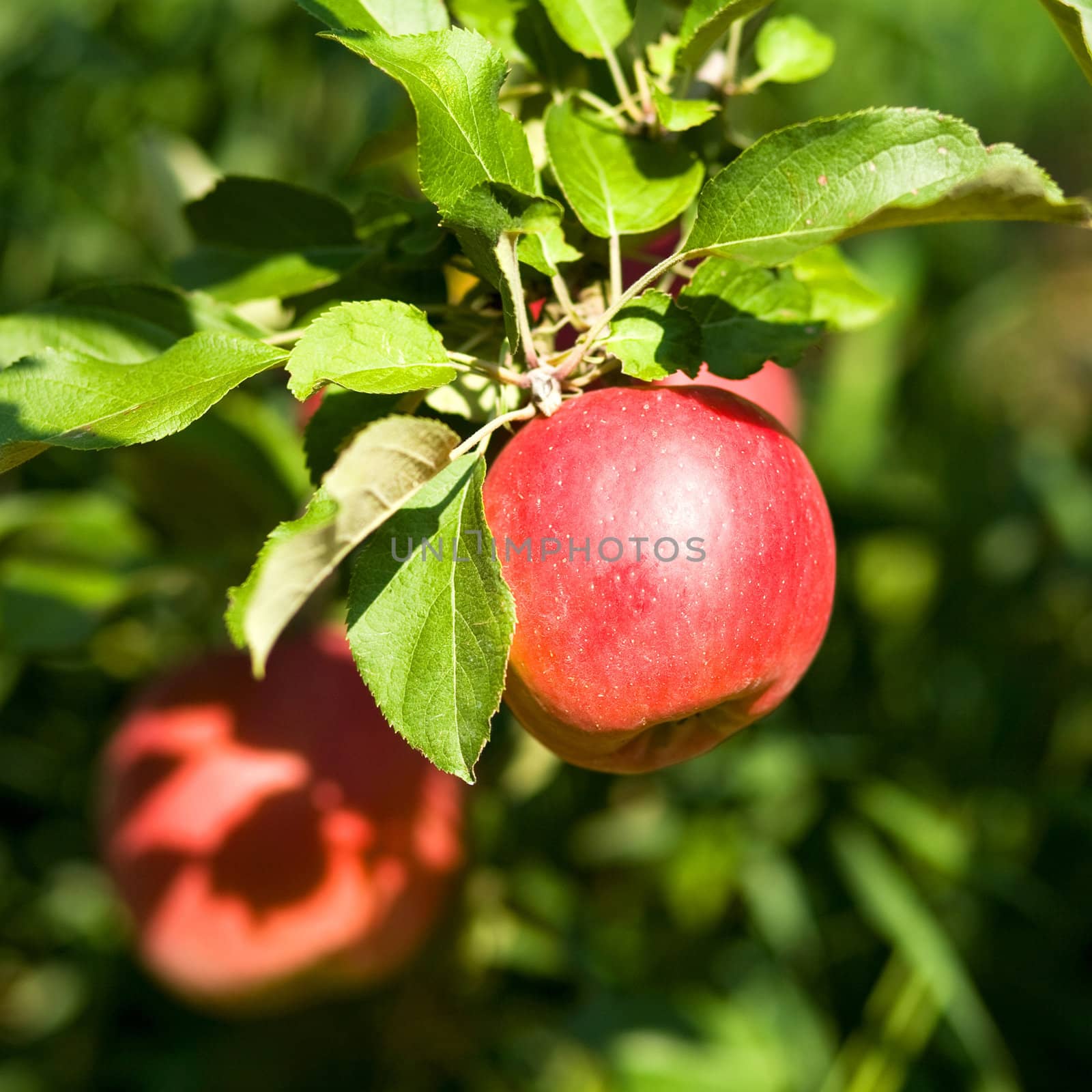 An image of fresh red apples on the branch 
