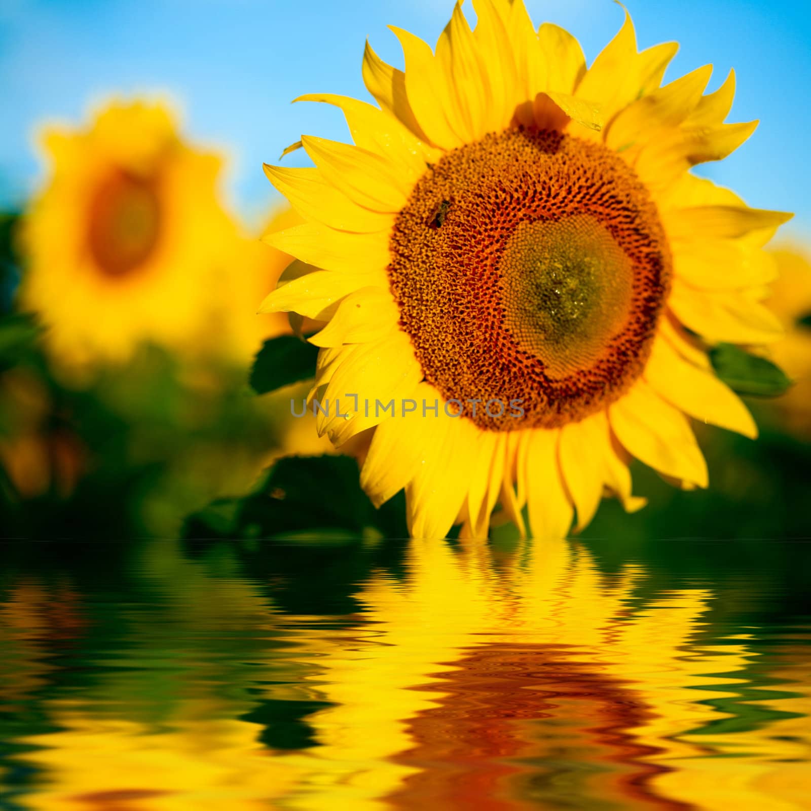 Background from a field of bright yellow sunflowers