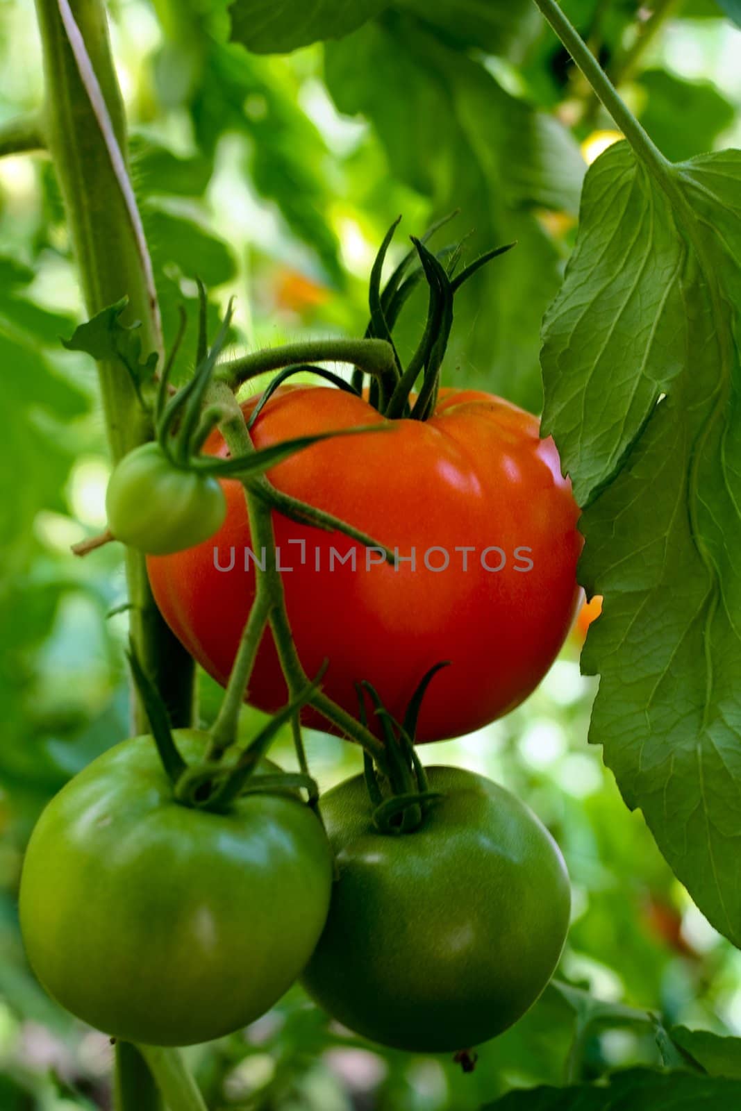 Group of red and green tomatoes in greenhouses.