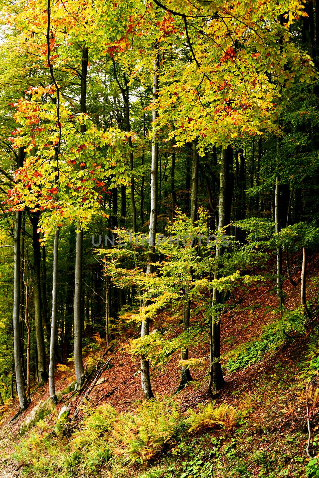 An image of a autumn trees in a forest