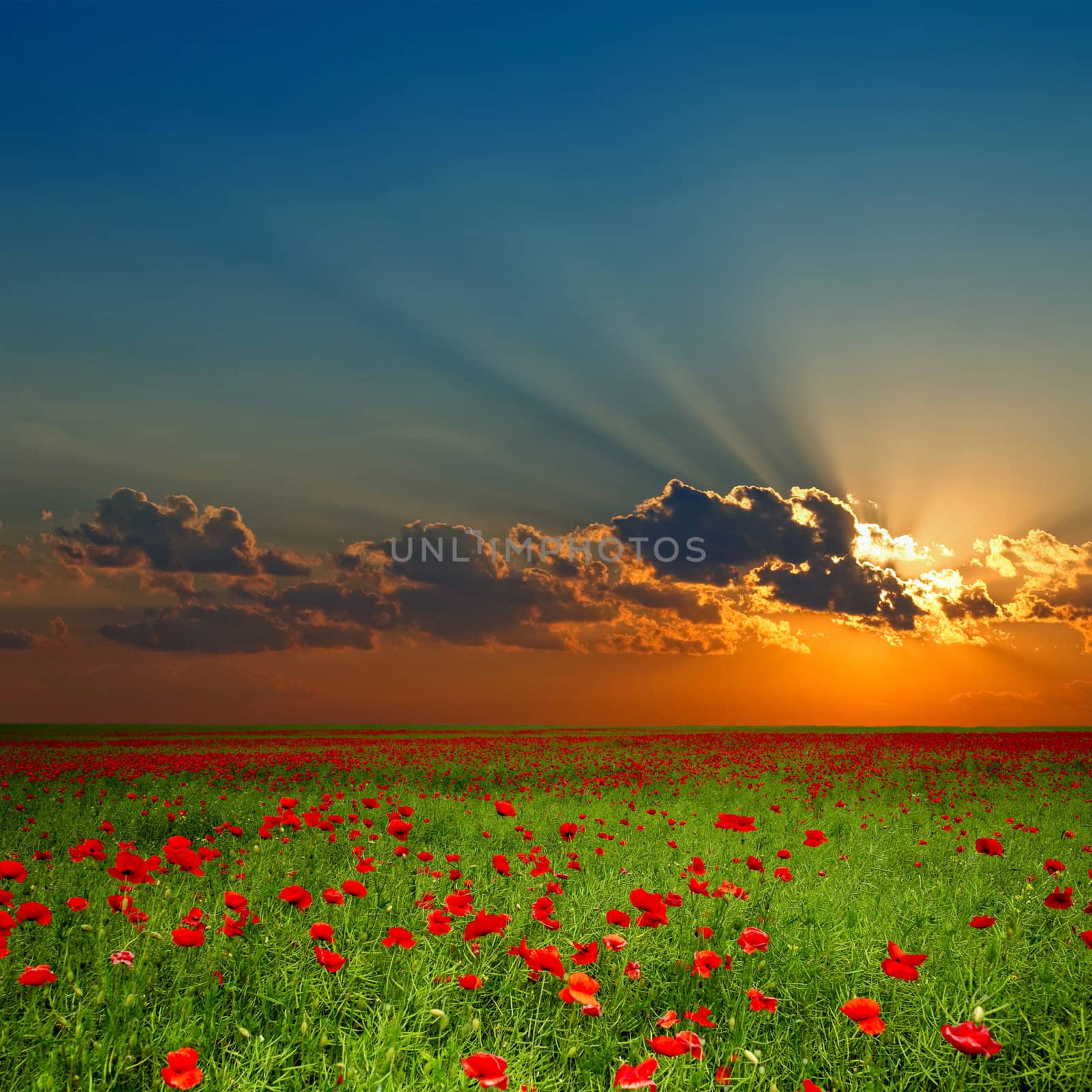 Green field with red poppies under cloud