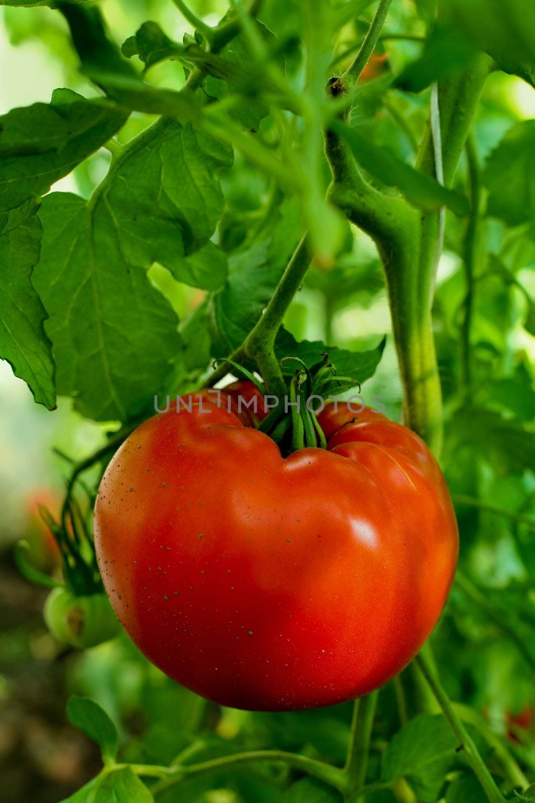 An image of ripe red tomatoes in greenhouses.