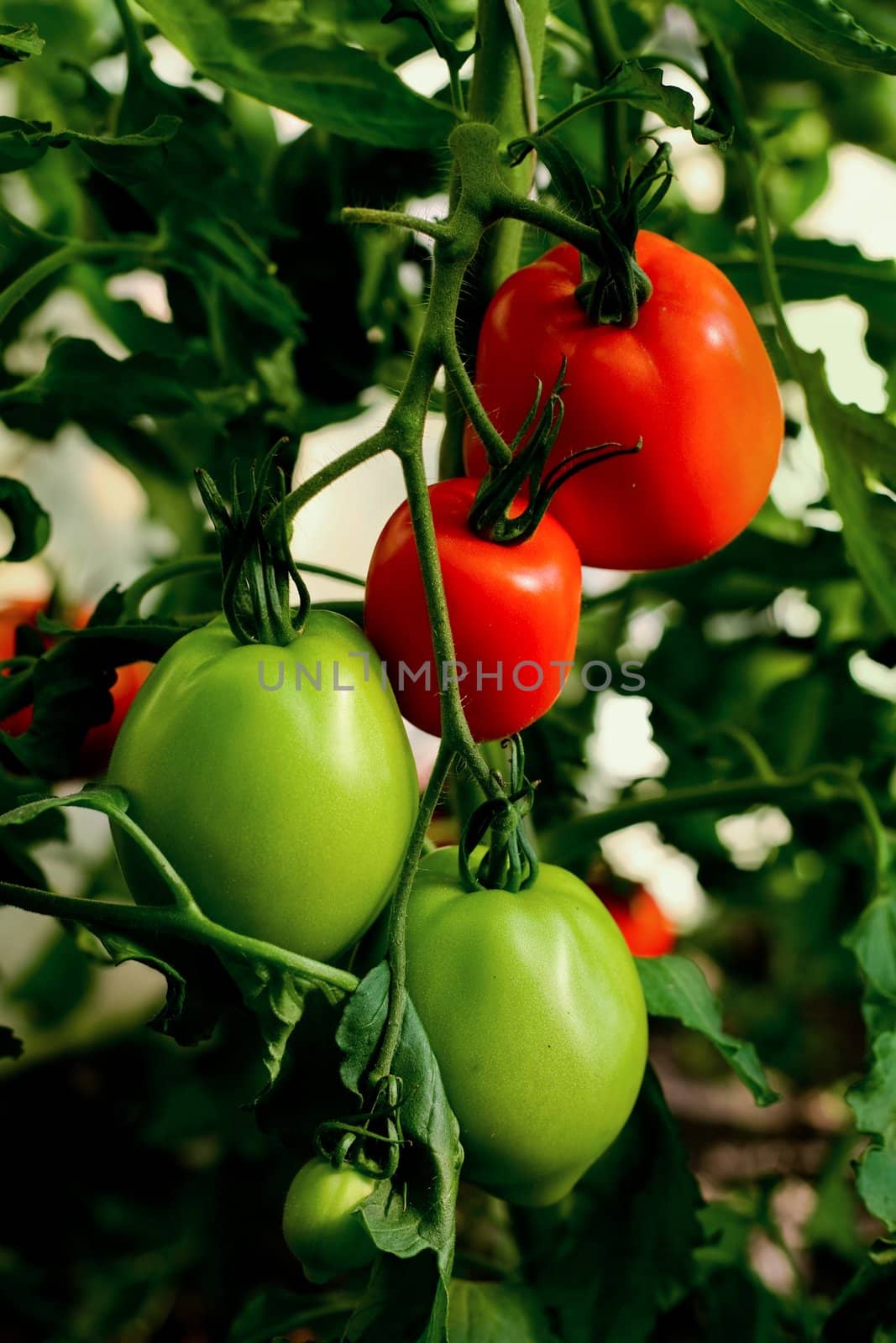 red and green tomatoes in greenhouses. Closeup