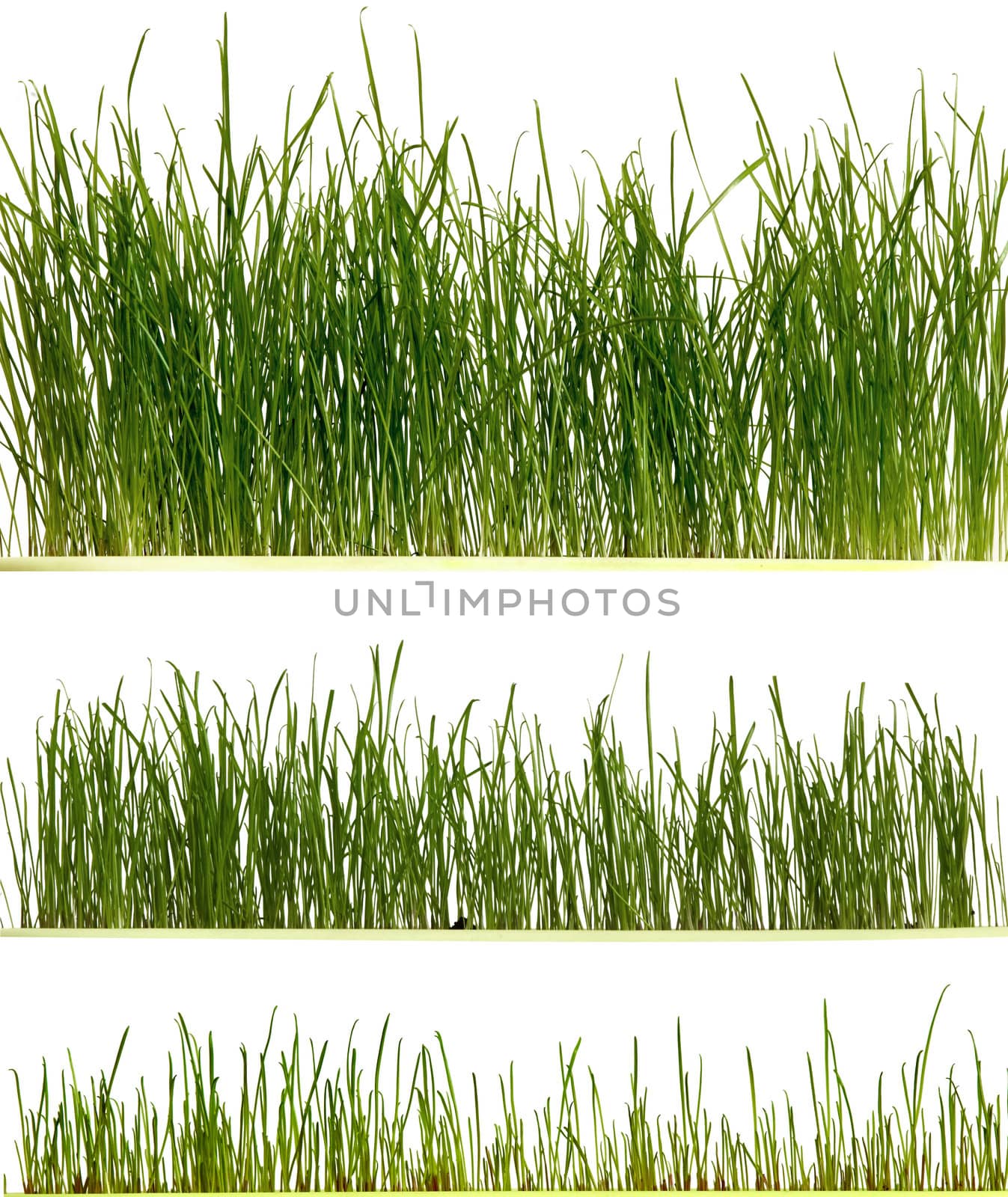 An image of fresh grass