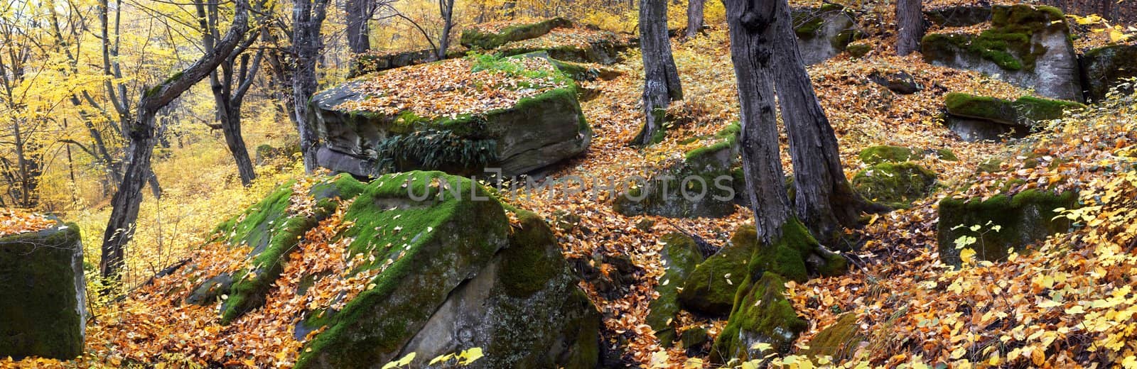 Stones in autumn forest by velkol