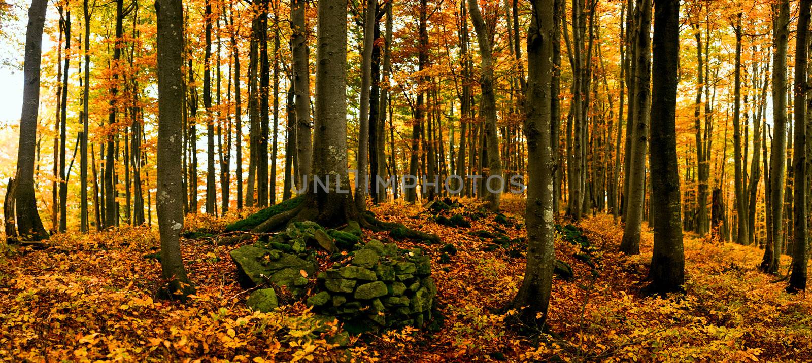 Autumn panorama by velkol