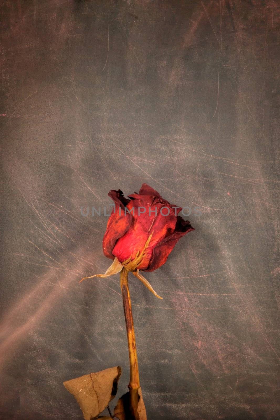 An image of dirty background and old rose