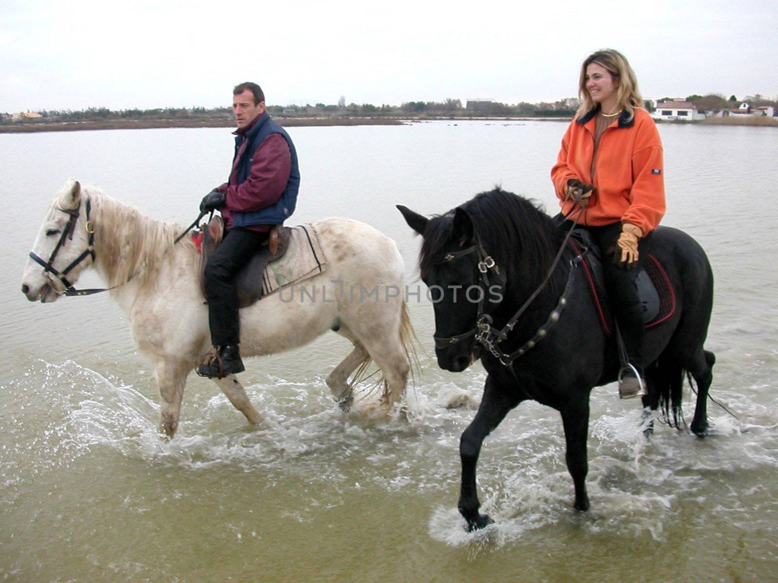 beautiful white and black horses in the sea and couple