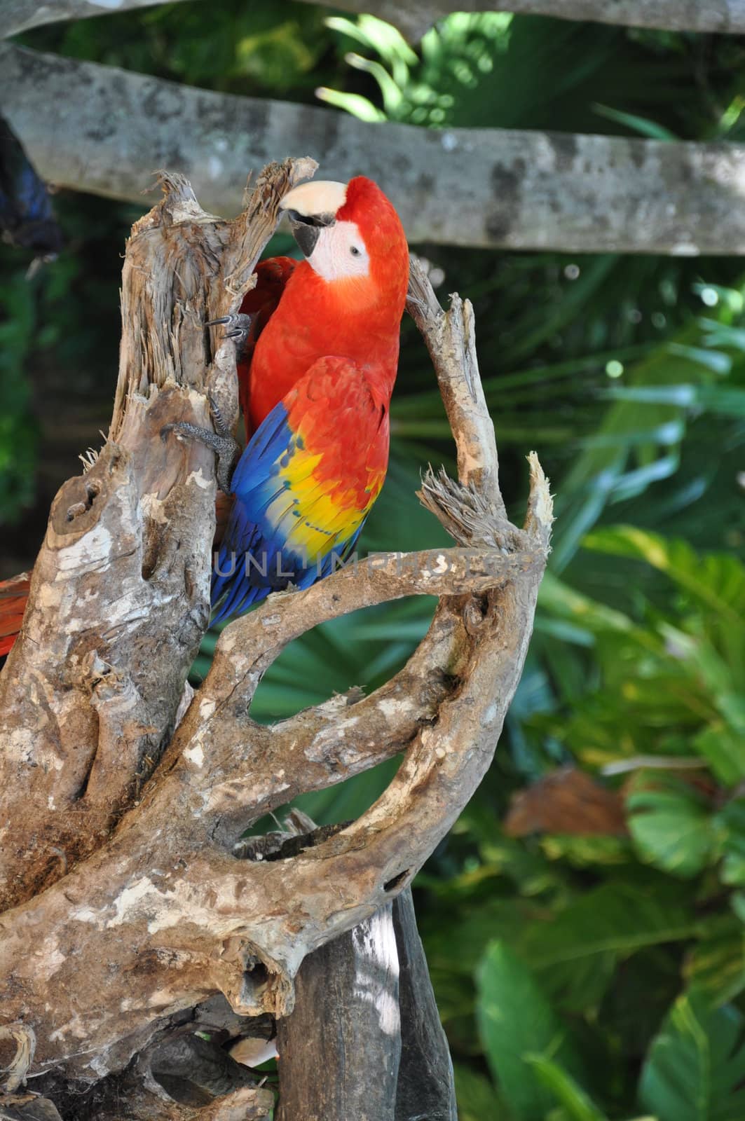 Tropical Parrot